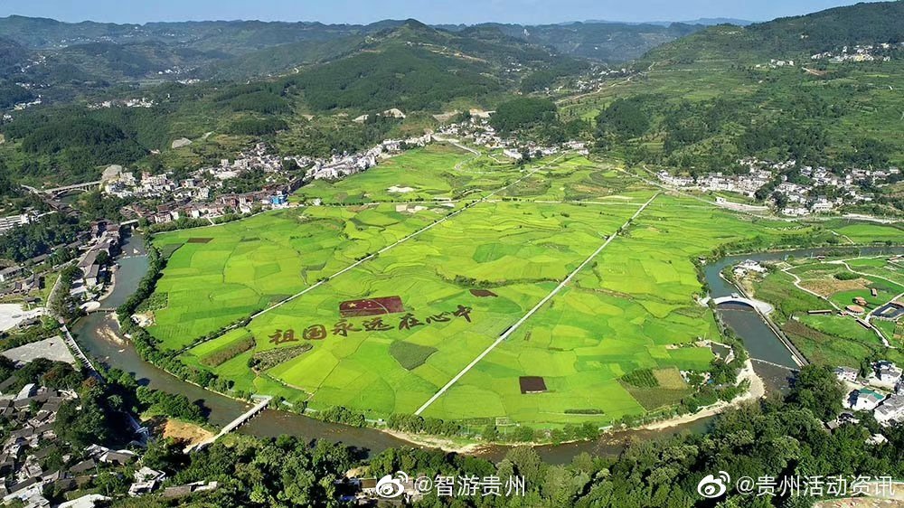 立秋后,贵州开阳县禾丰乡底窝坝1500多亩稻田里