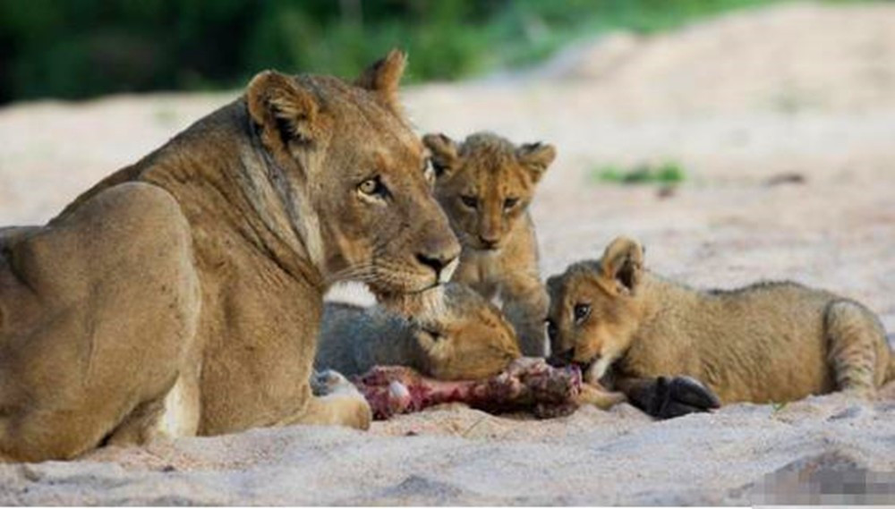 母狮找到食物带回幼崽,小狮子吃的一脸狰狞,这表情也是醉了