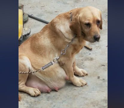 拉布拉多怀孕了在门口坐着,路人紧盯着它的肚子,这一窝不得了了