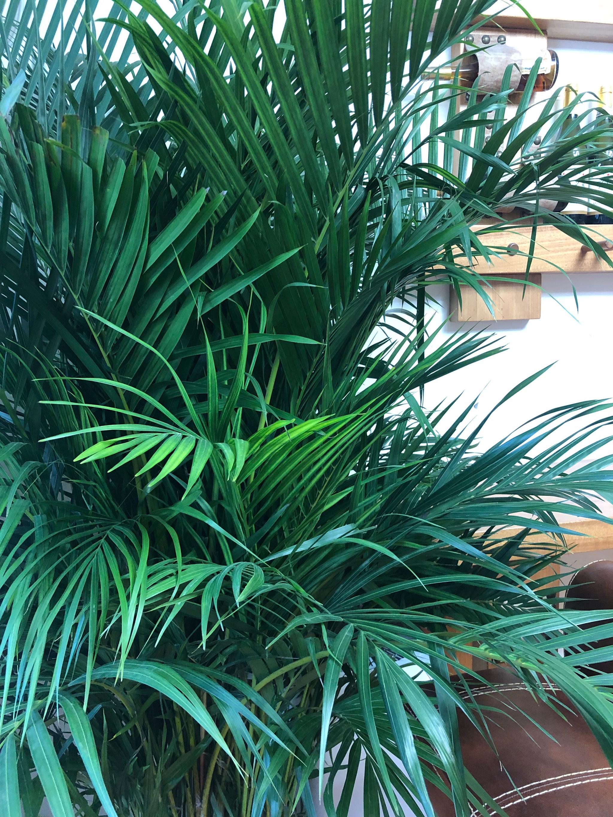 好友送来一大盆高高壮壮凤尾竹,放在吧台边,客厅顿时绿意盎然了