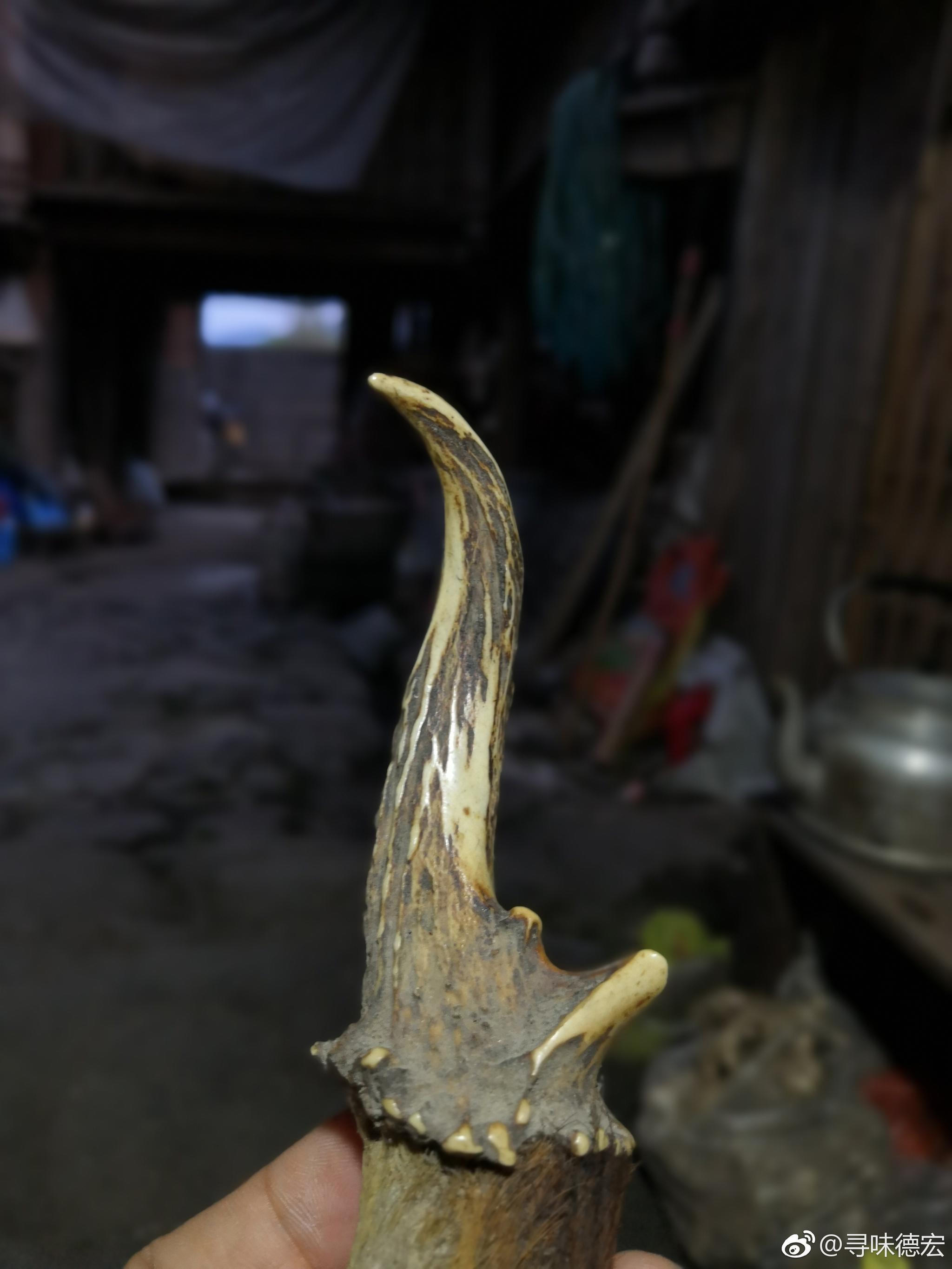 里夫麂 (Muntiacus reevesi)高清摄影大图-千库网