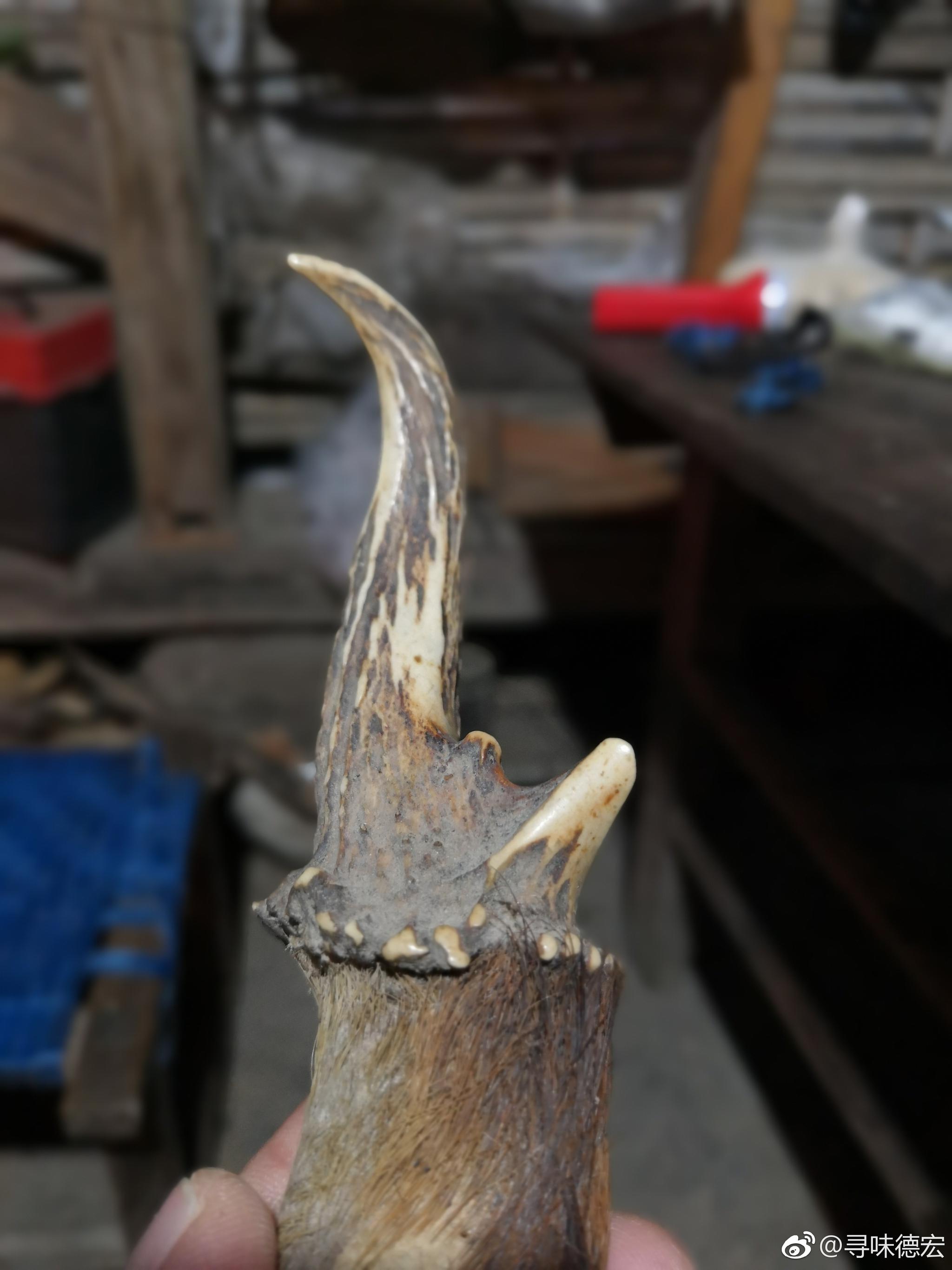 麂子角贡山麂去入户时在农户家发现的