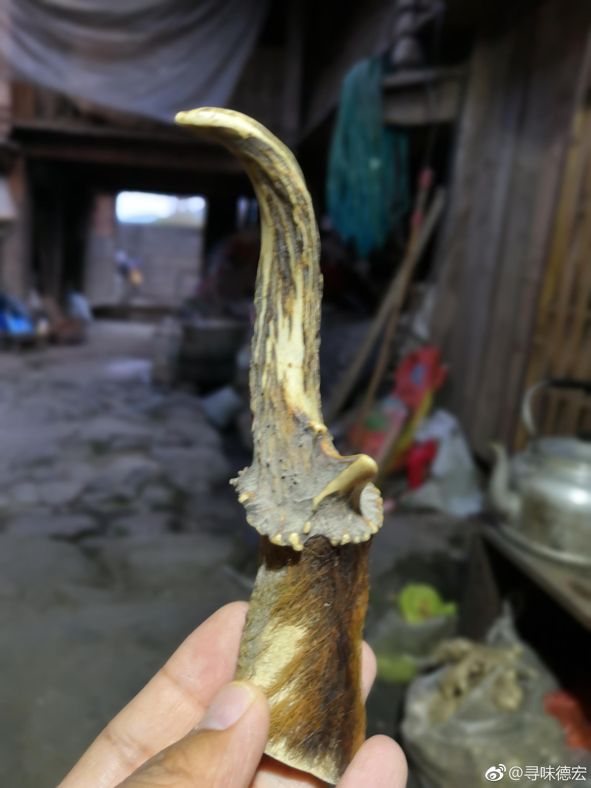 麂子角,贡山麂?去入户时在农户家发现的
