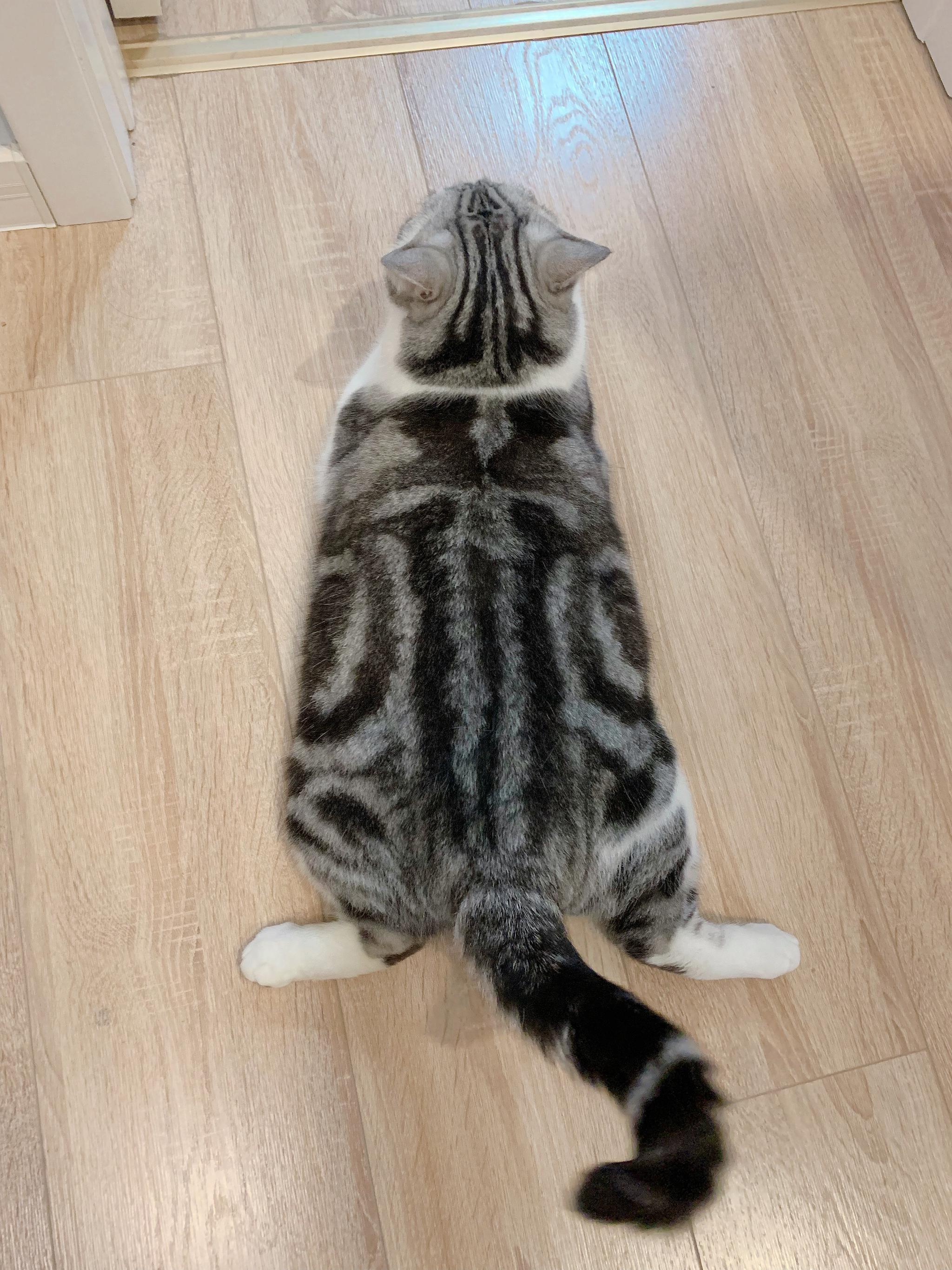 趴着是胖虎(胖胖的虎斑猫),躺着是大白兔(体型比较大的小白兔)