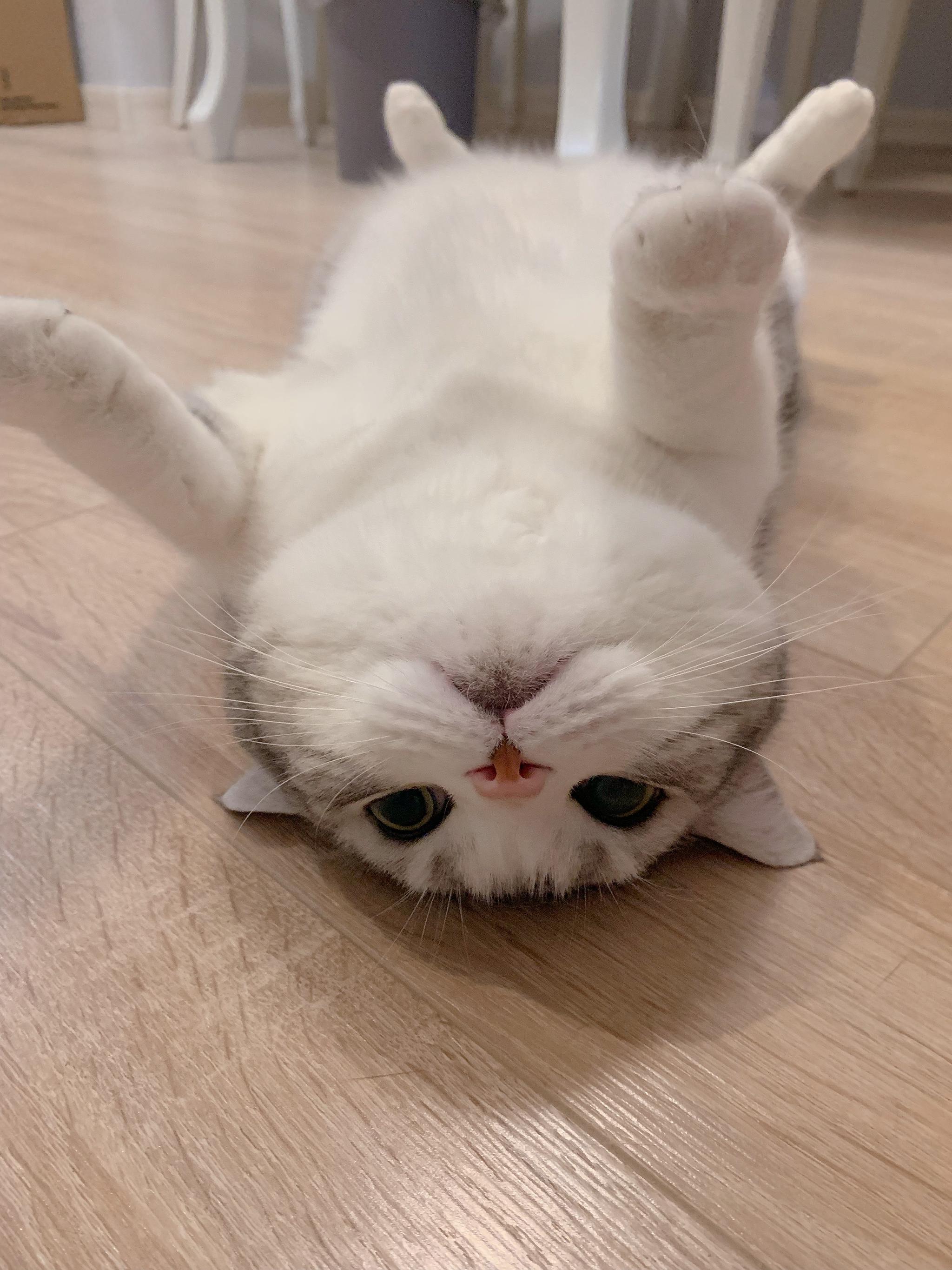 趴着是胖虎(胖胖的虎斑猫),躺着是大白兔(体型比较大的小白兔)