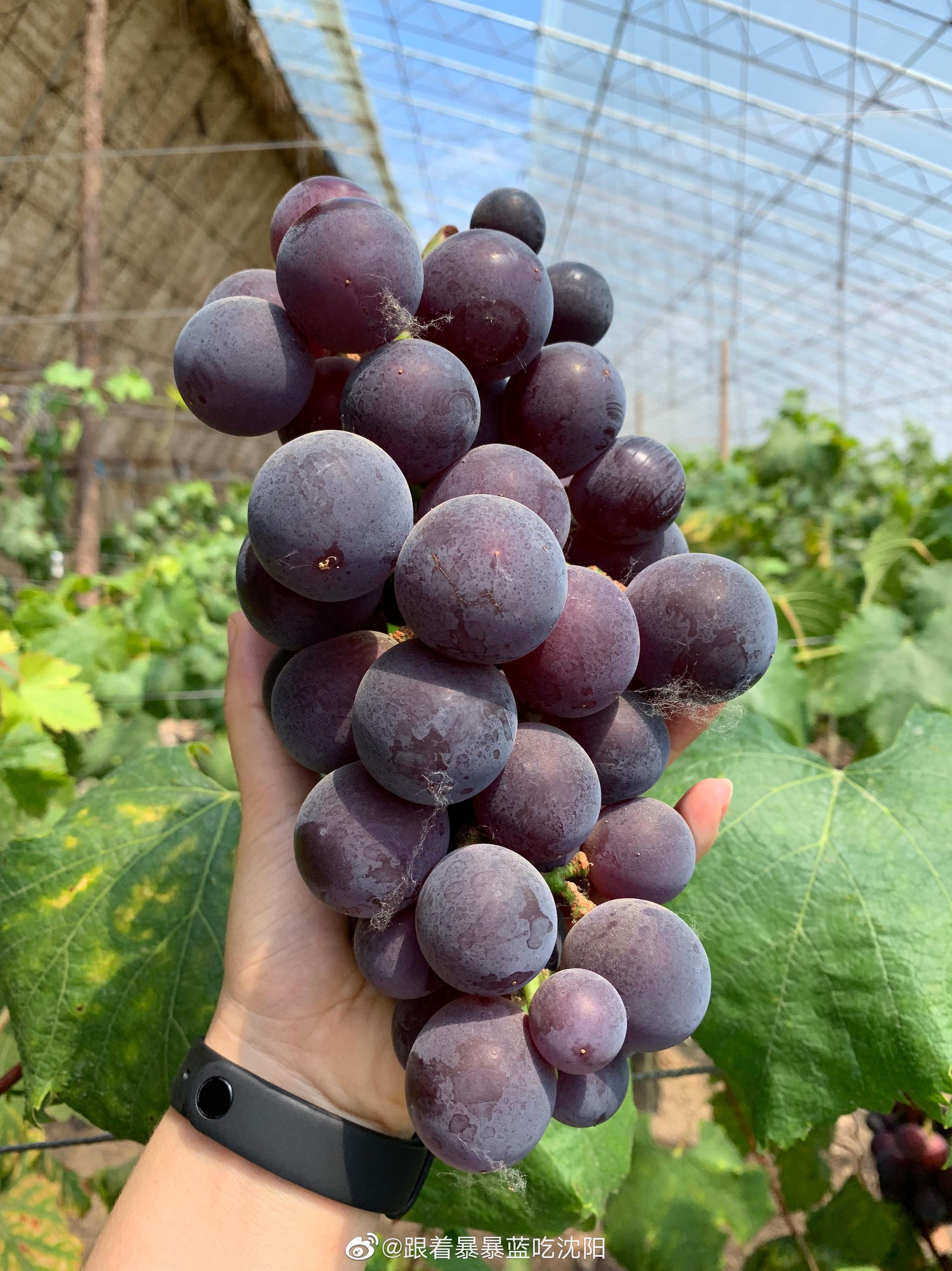 对于一个葡萄界的藤引控来说,今天真是超级大满足!