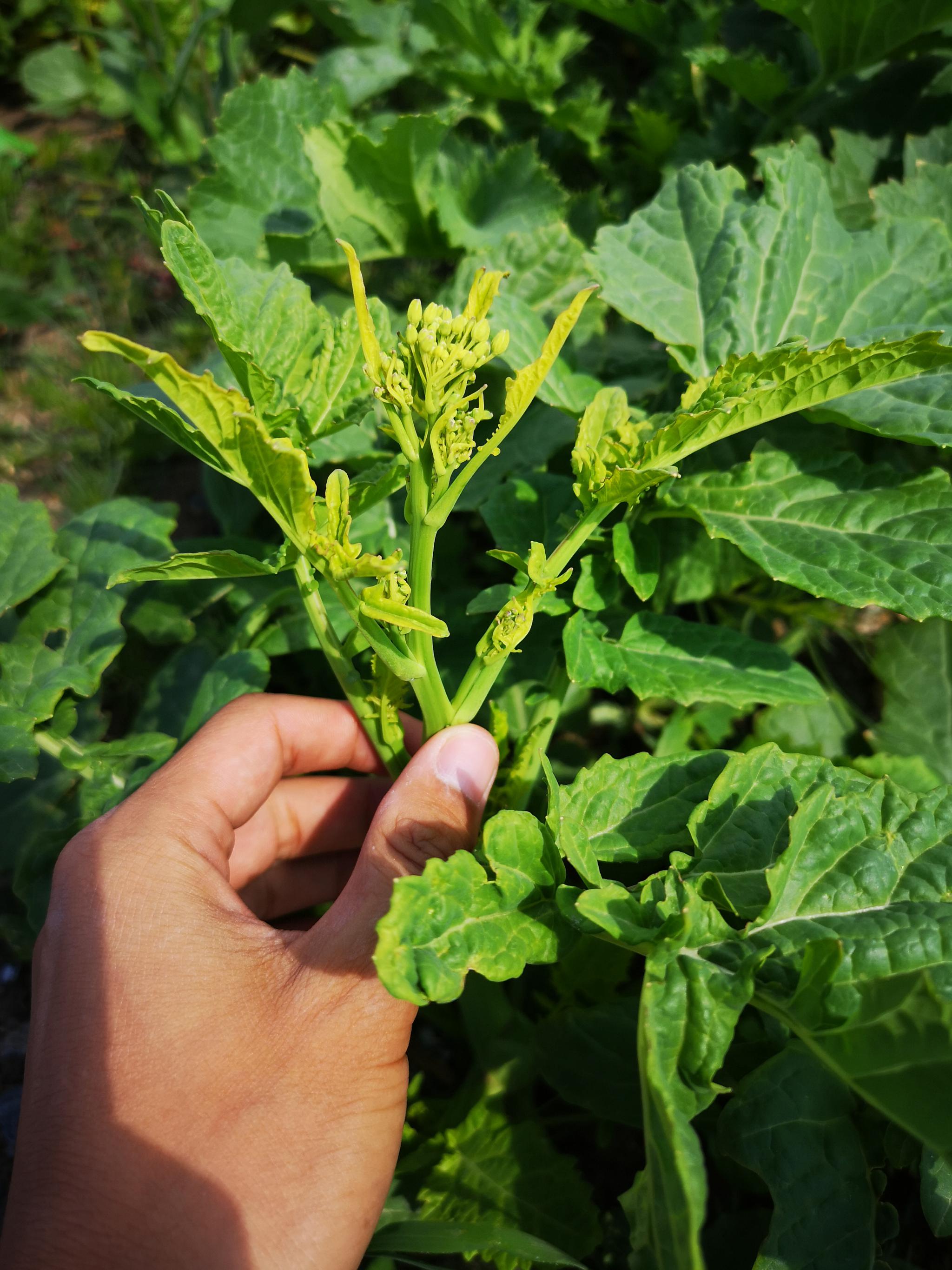 在帕米尔高原上看到的植物我们老家叫蜡菜一般冬天的时候生长