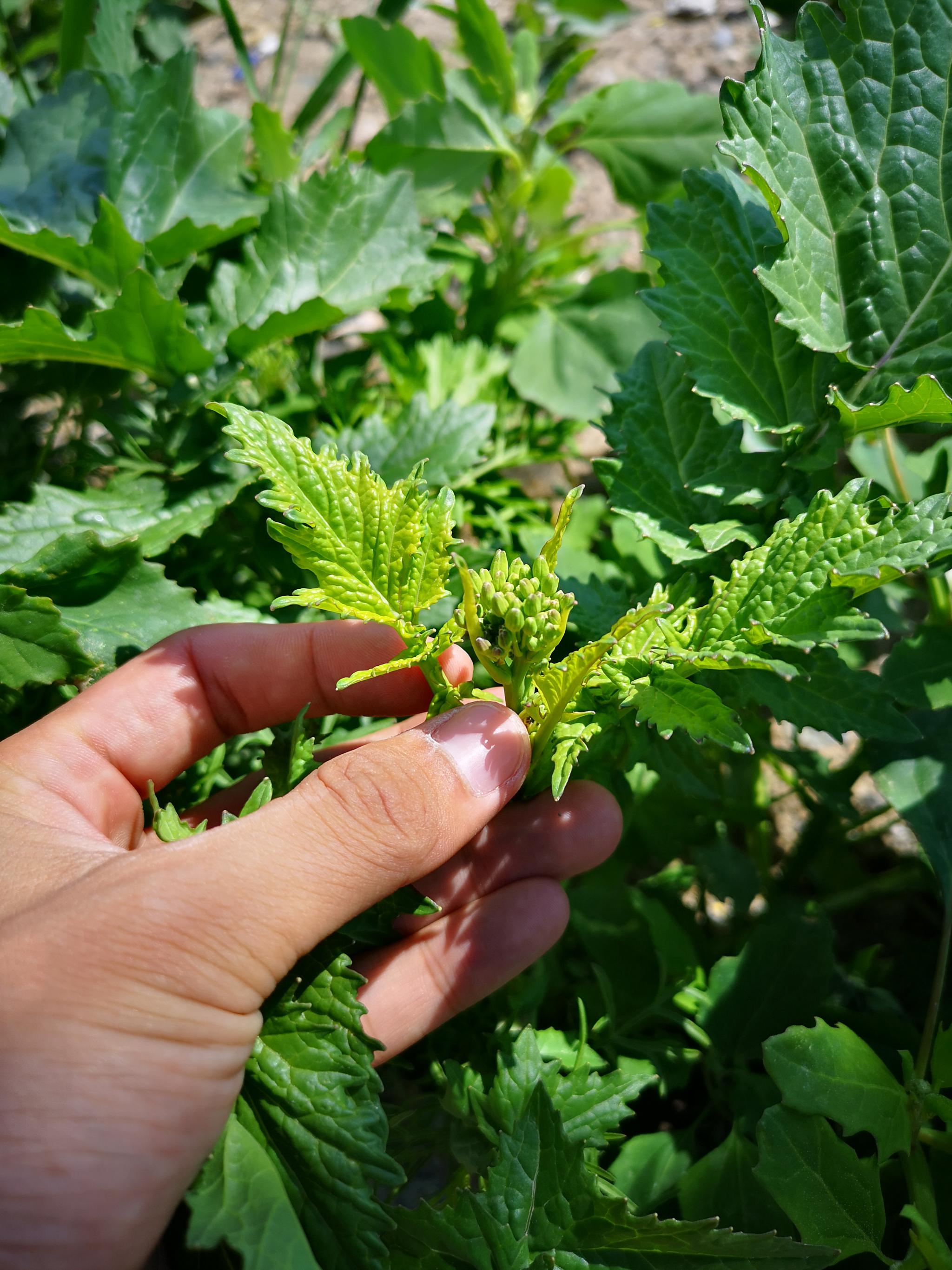 在帕米尔高原上看到的植物我们老家叫蜡菜一般冬天的时候生长