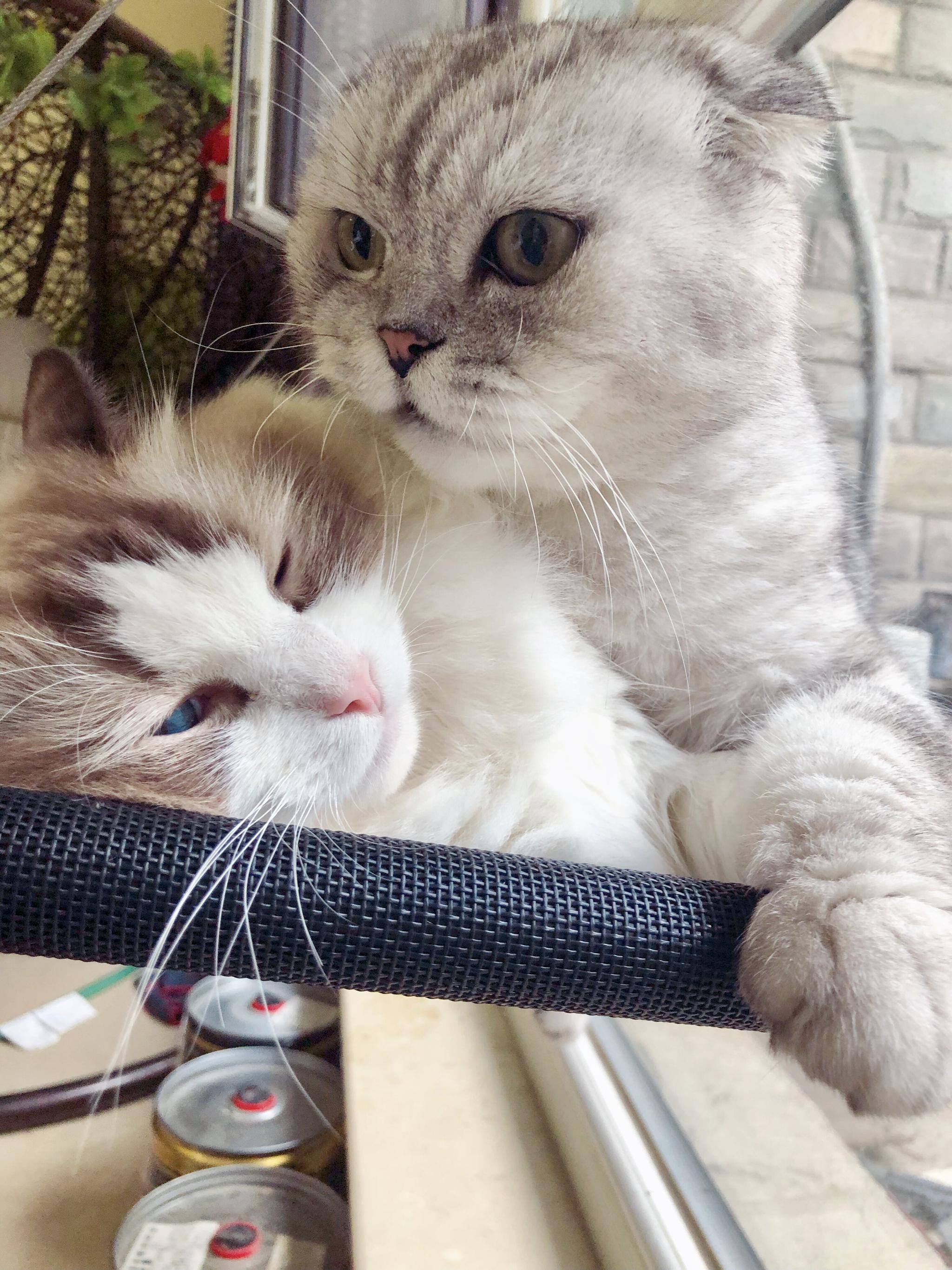 我不知道猪哥什么感觉