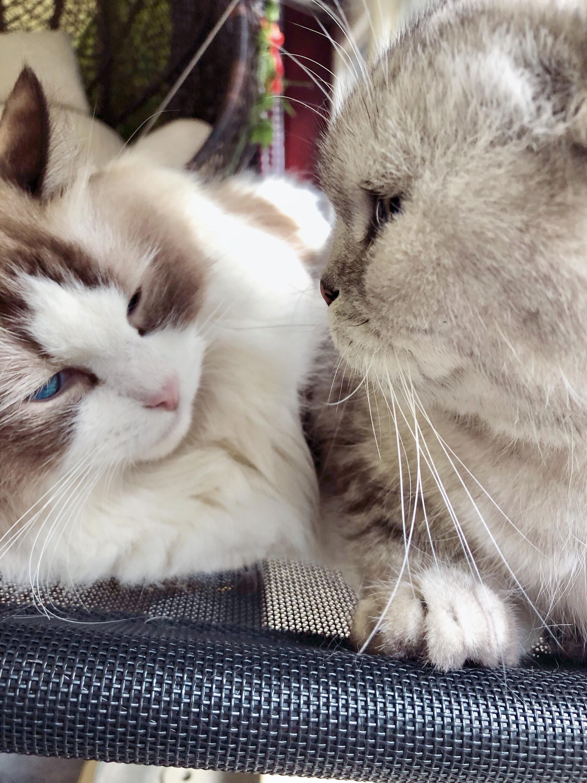 我不知道猪哥什么感觉