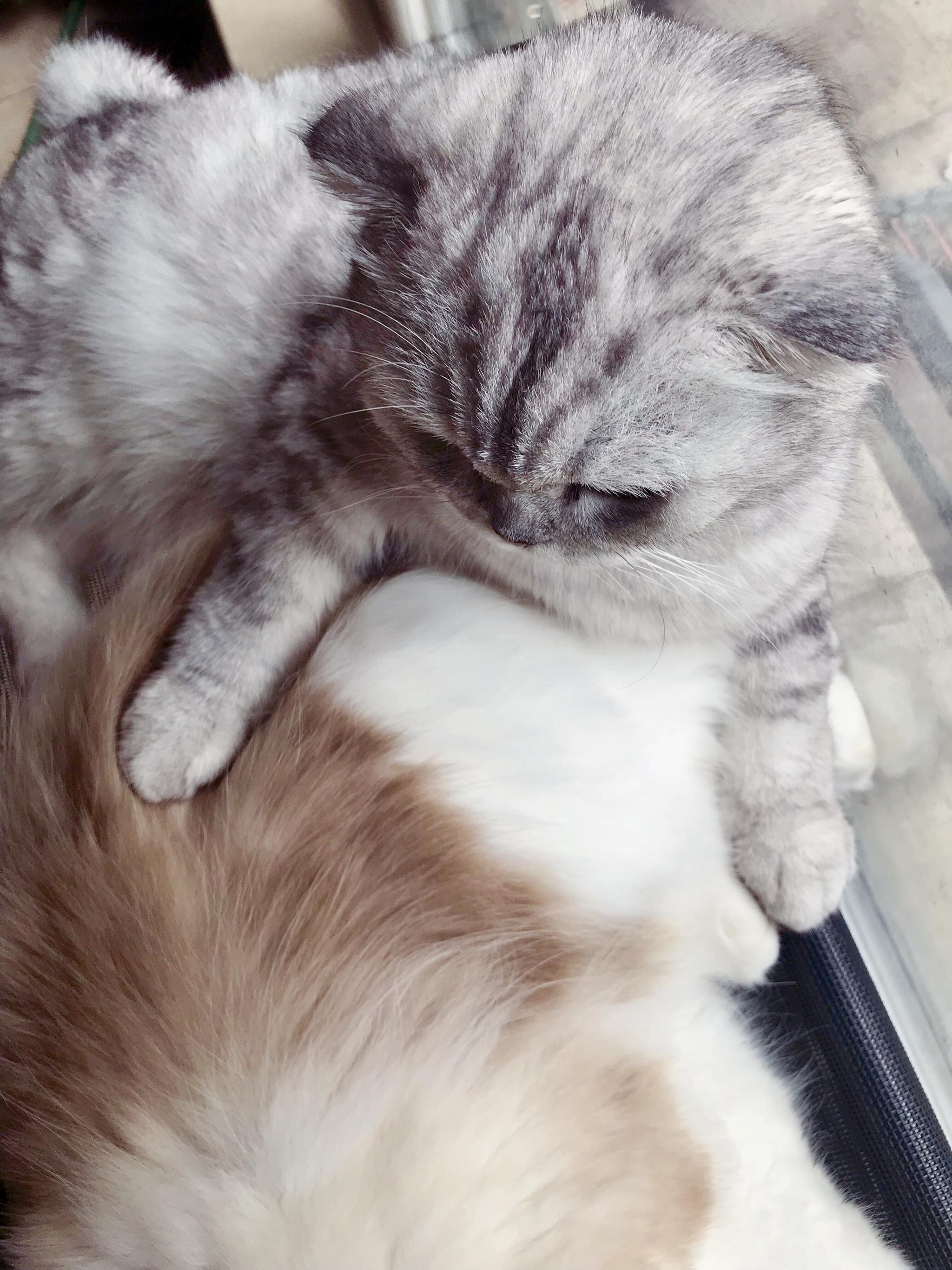 我不知道猪哥什么感觉