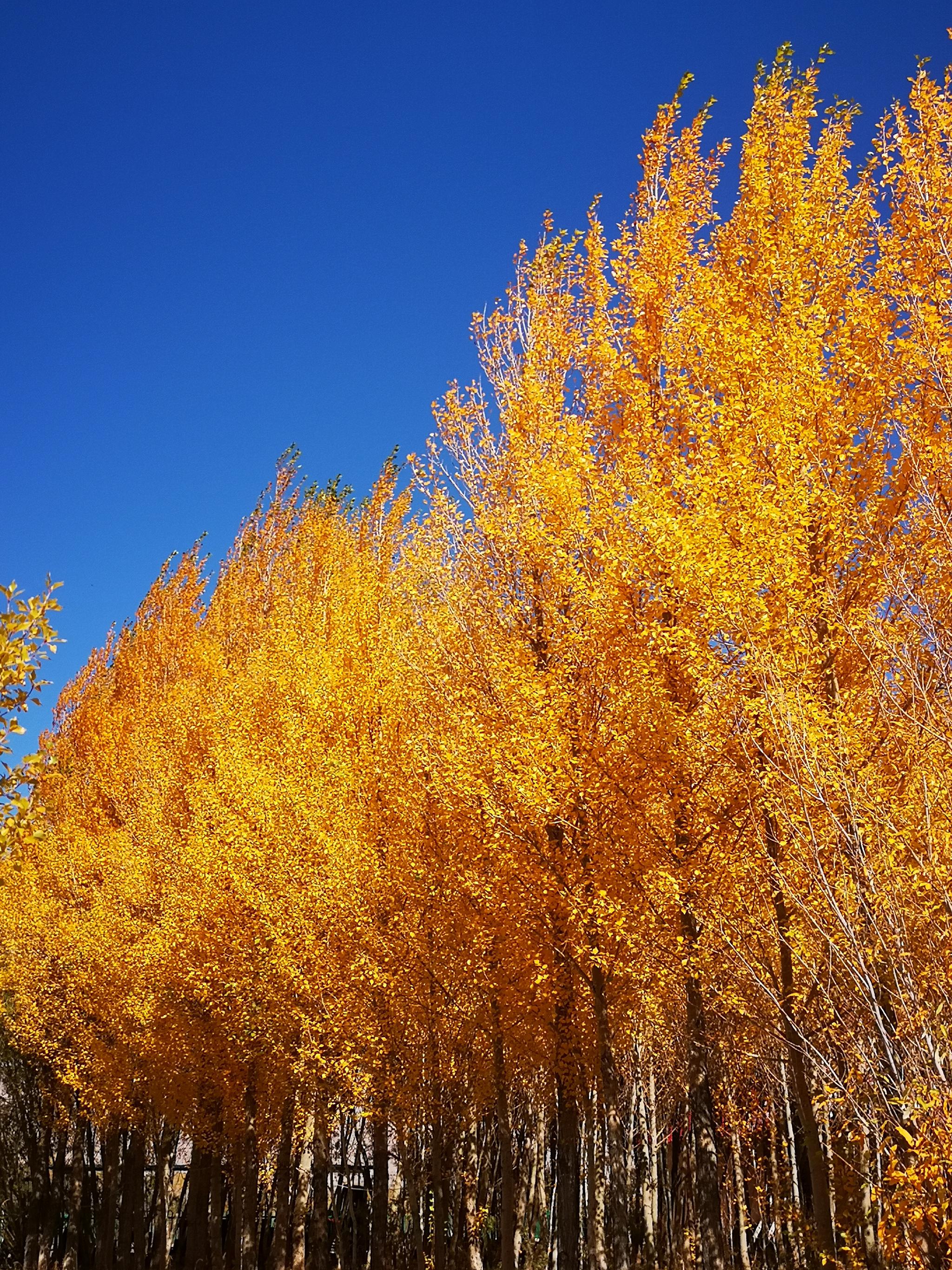 路边杨树_高清图集_新浪网
