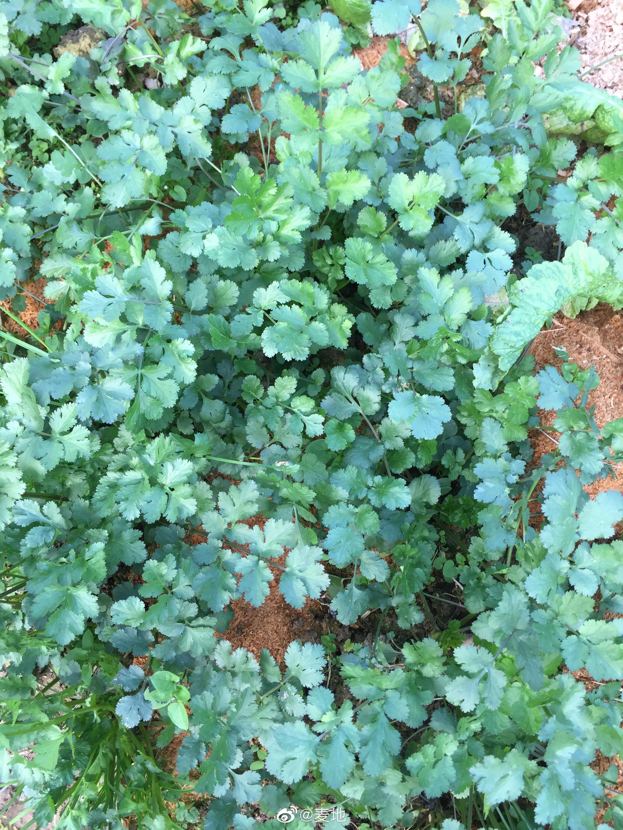 听说香菜荣登国民蔬菜榜了,发点自己种的香菜图._高清图集_新浪网