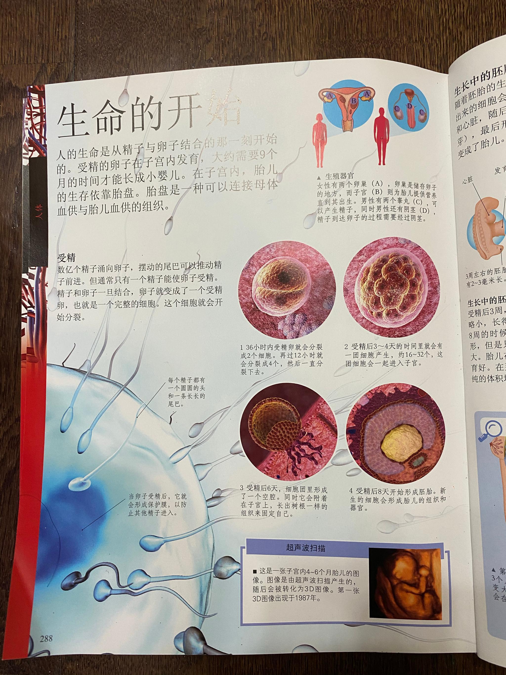 看 Dk儿童百科全书 讲完小宝宝从受精卵长大 出生的过程