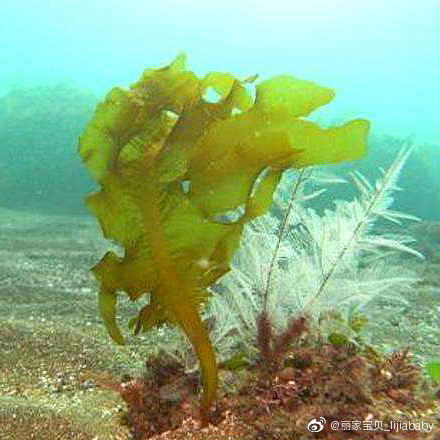 小编今日跟大家分享一款超好吃的即食海洋蔬菜芝麻裙带菜尝鲜价9