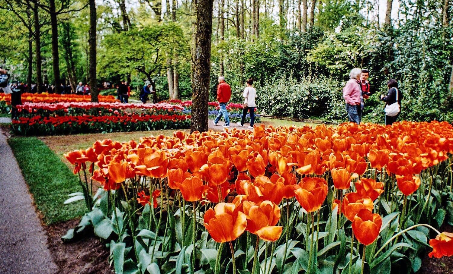 荷兰丨库肯霍夫库肯霍夫公园内郁金香的品种 数量 质量以及布置手 荷兰丨库肯霍夫库肯霍夫公园内郁金香的品种 数量 质量以及布置手