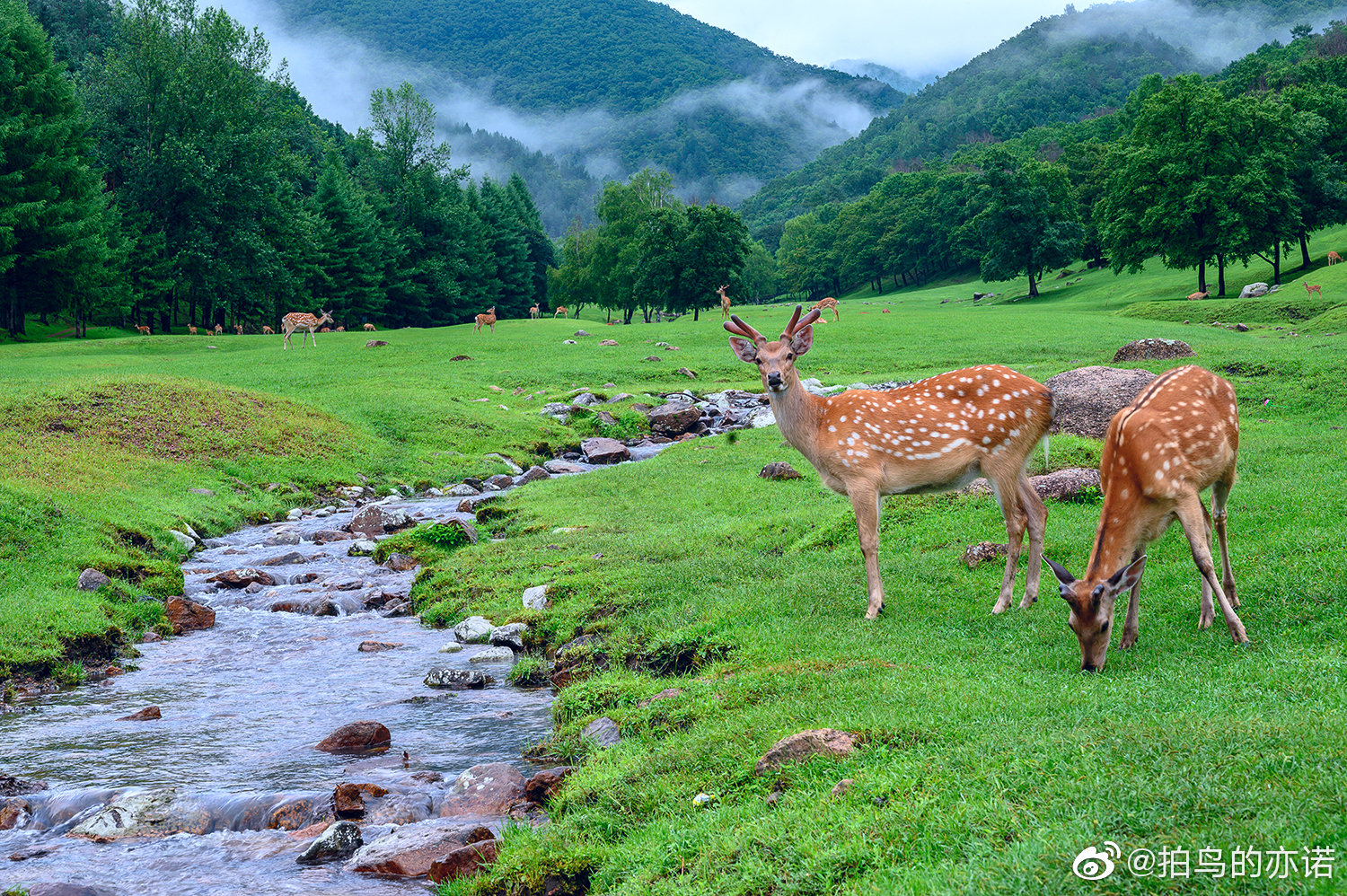 伊春金山鹿苑介绍图片