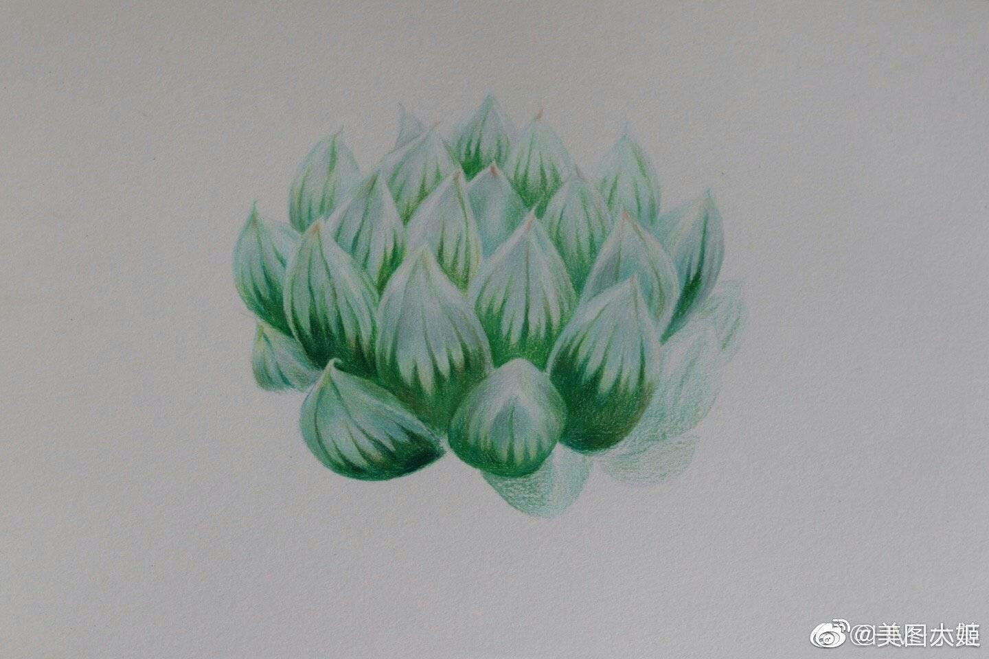 彩铅画手绘作品 多肉植物玉露作者@hm-小美