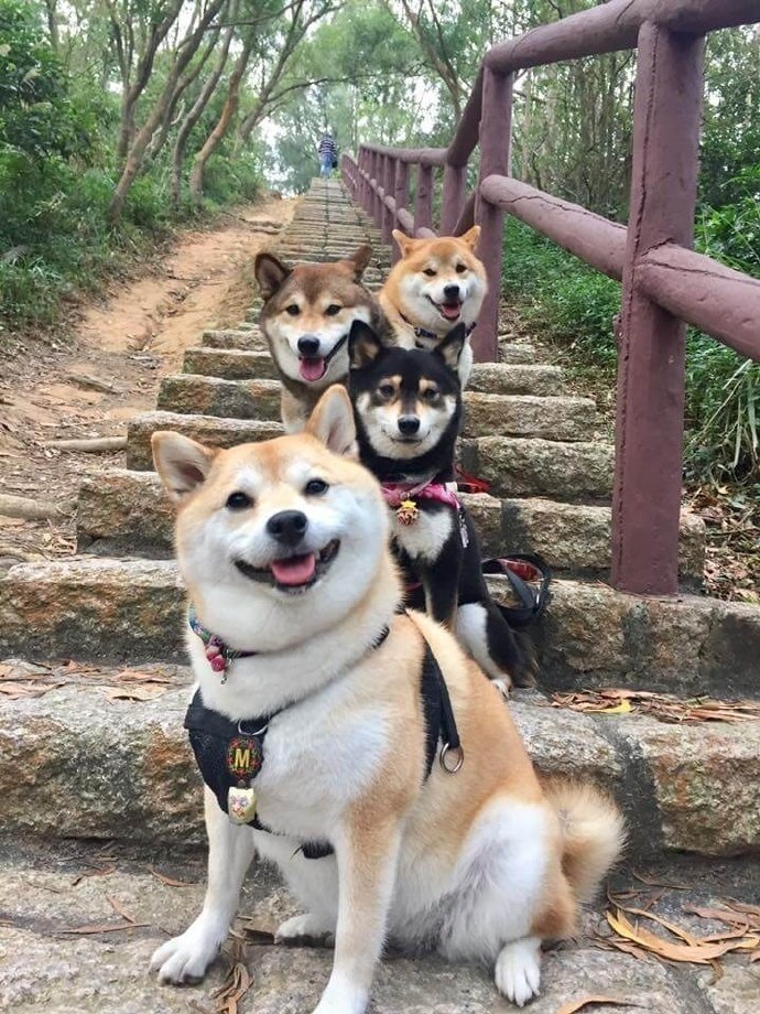 当柴犬跟朋友聚在一起的时候,也是各种摆拍的节奏啊