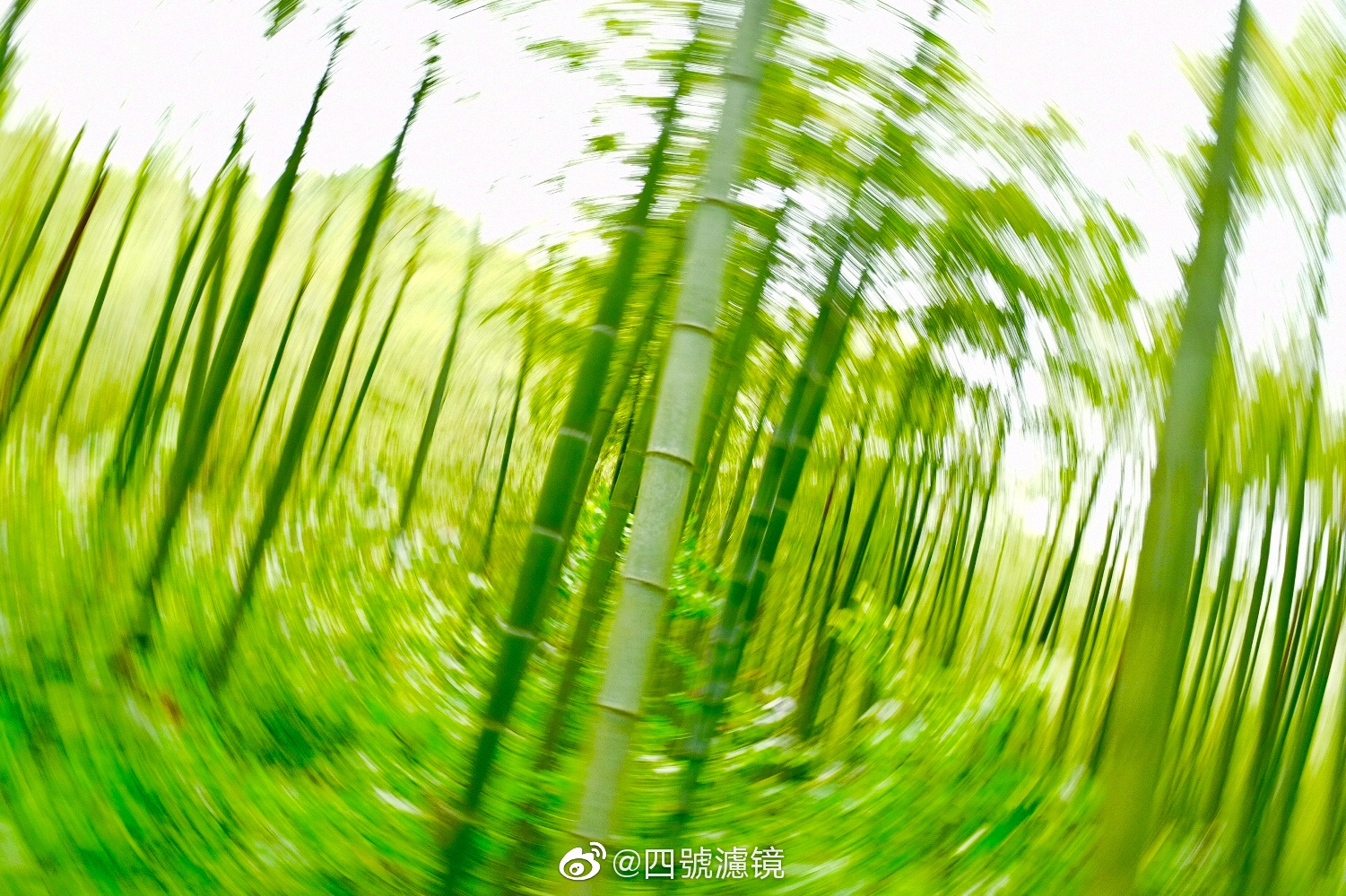 家乡的大海 南国的竹海 可以使人安静下来的地方 家乡的大海 南国的竹海 可以使人安静下来的地方