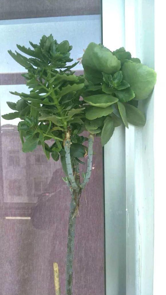 长寿花半年养成长寿树长成1米9大高个真气派