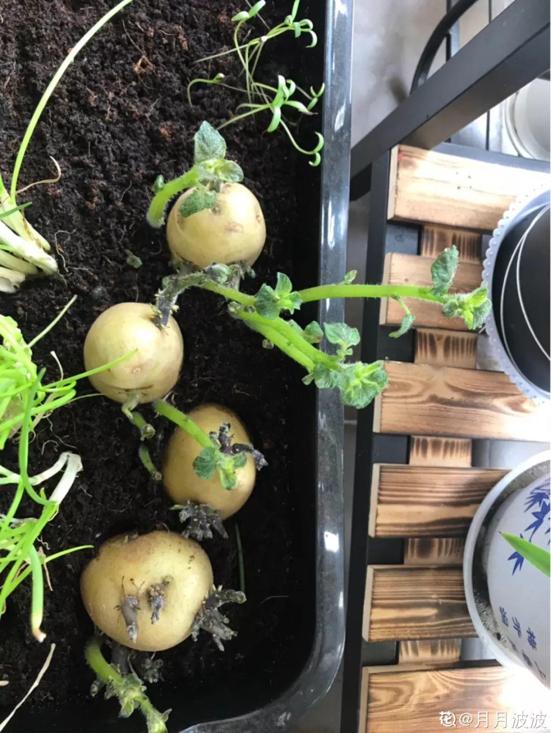 山药豆|水培|地瓜_新浪新闻