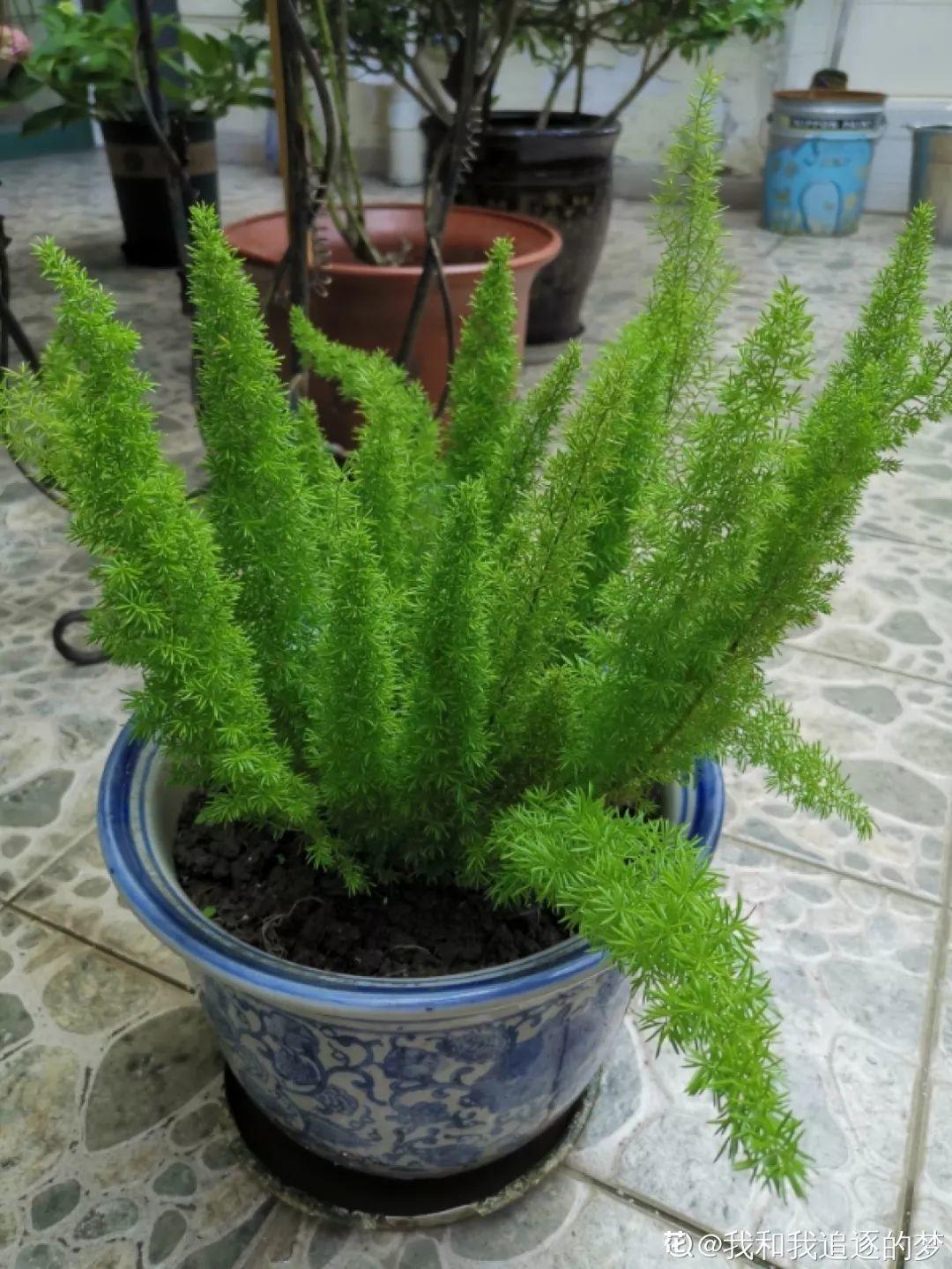 比文竹好养的武竹沾点土就活1个月长成2米绿帘子