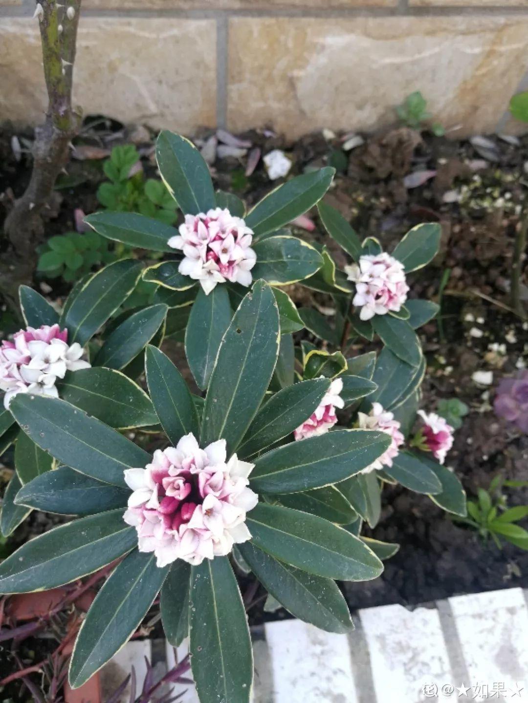 比法国香水还好闻的花,冬天客厅养一盆,满屋飘香精神好!