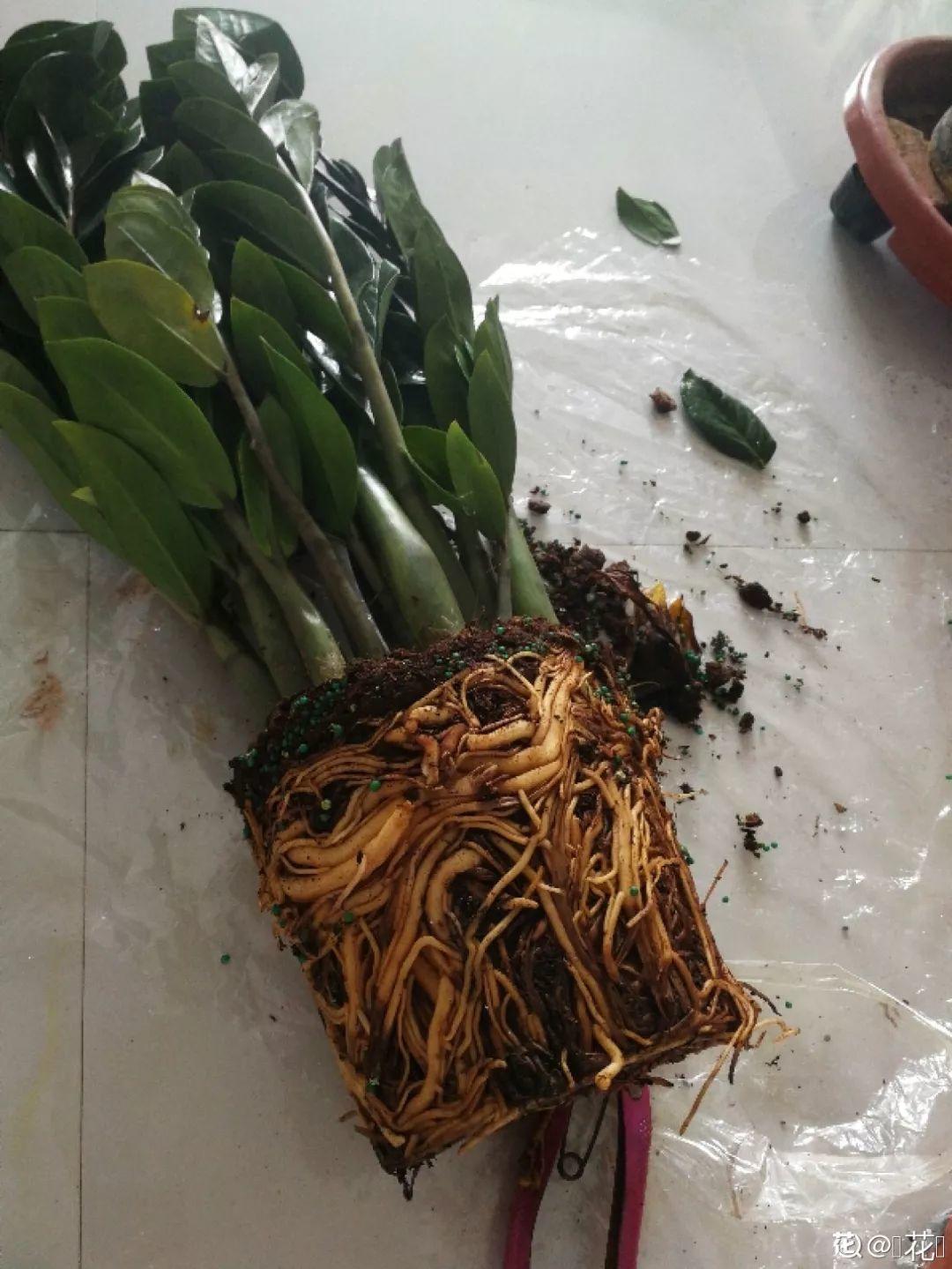 这3种粗根花，根壮得像萝卜，趁着春天赶紧换盆！|根系|吊兰|金钱树_新浪新闻