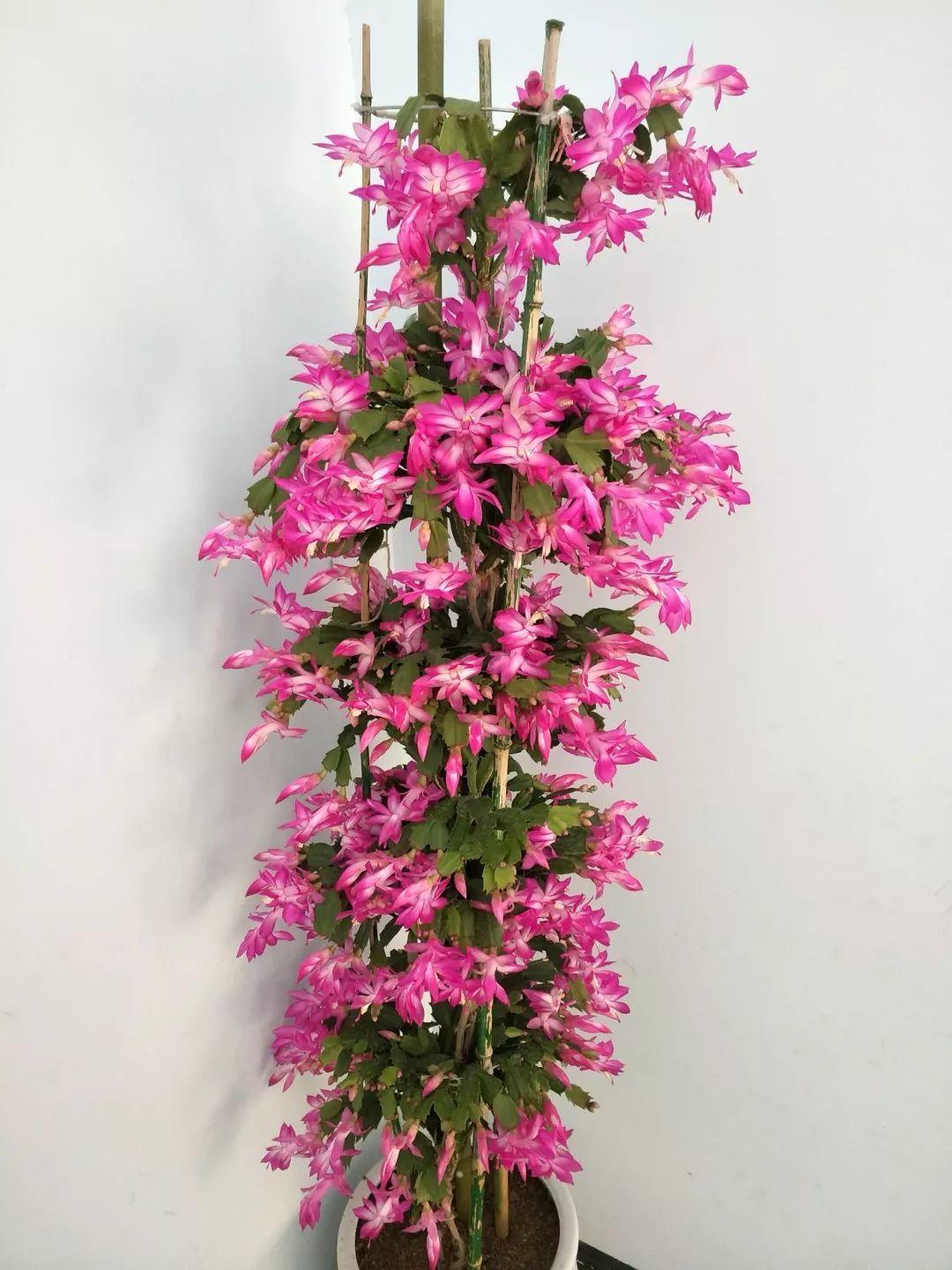 蟹爪兰|千头菊|花苞_新浪新闻