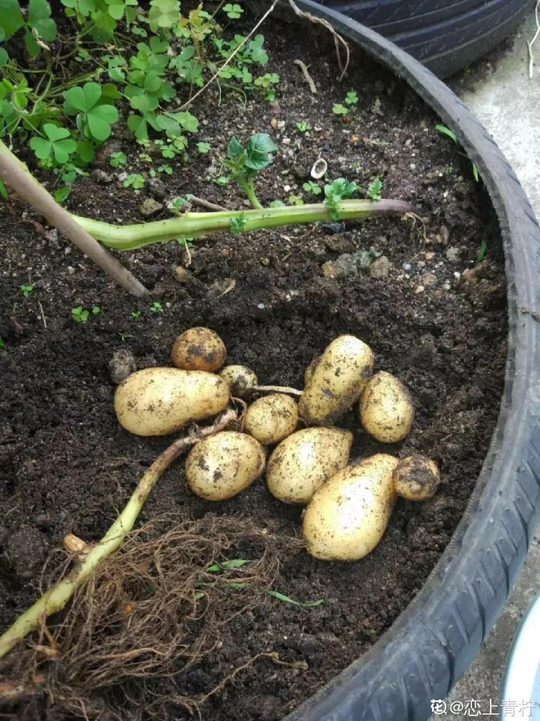 山药豆|水培|地瓜_新浪新闻