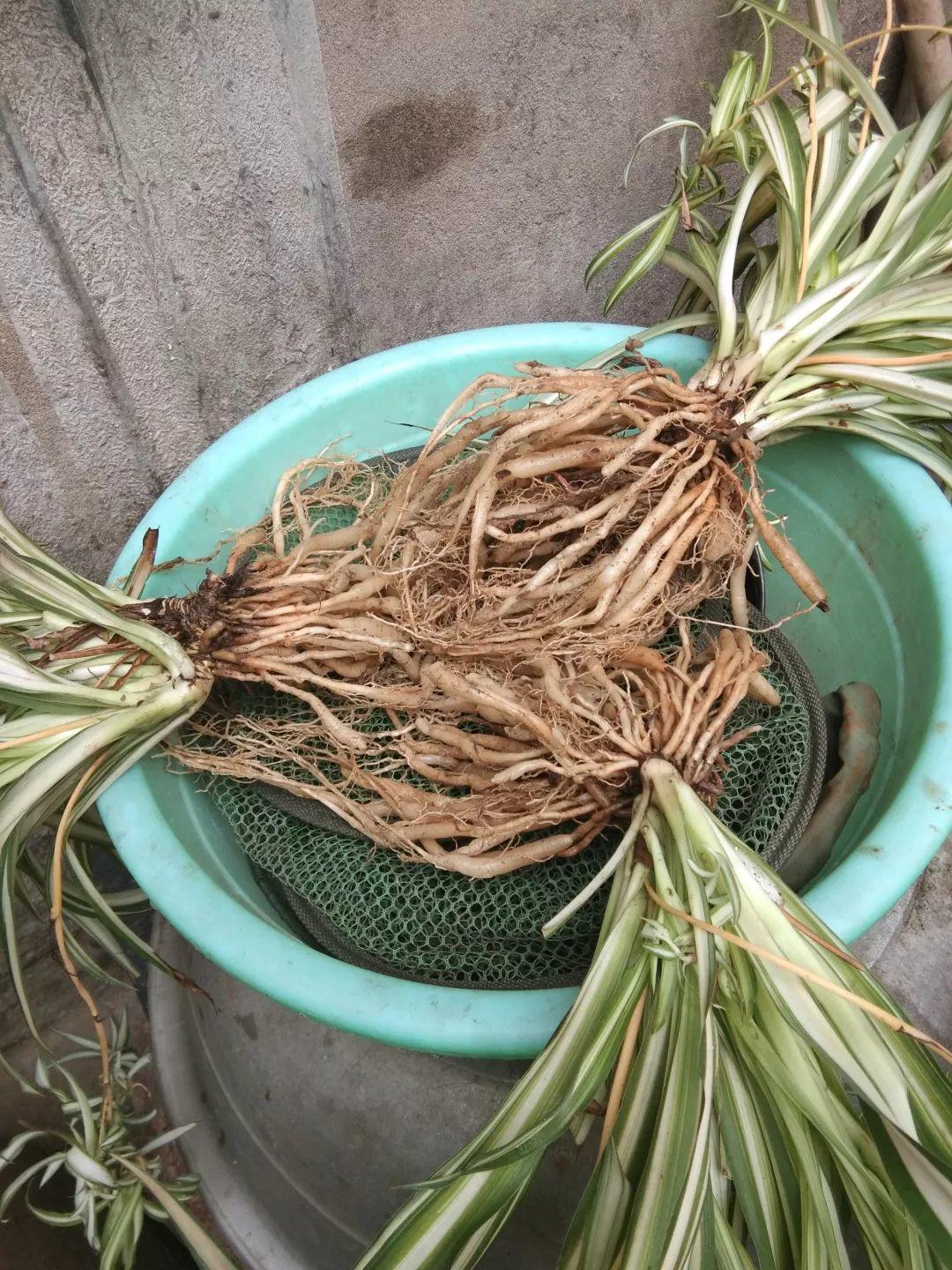 这3种粗根花，根壮得像萝卜，趁着春天赶紧换盆！|根系|吊兰|金钱树_新浪新闻