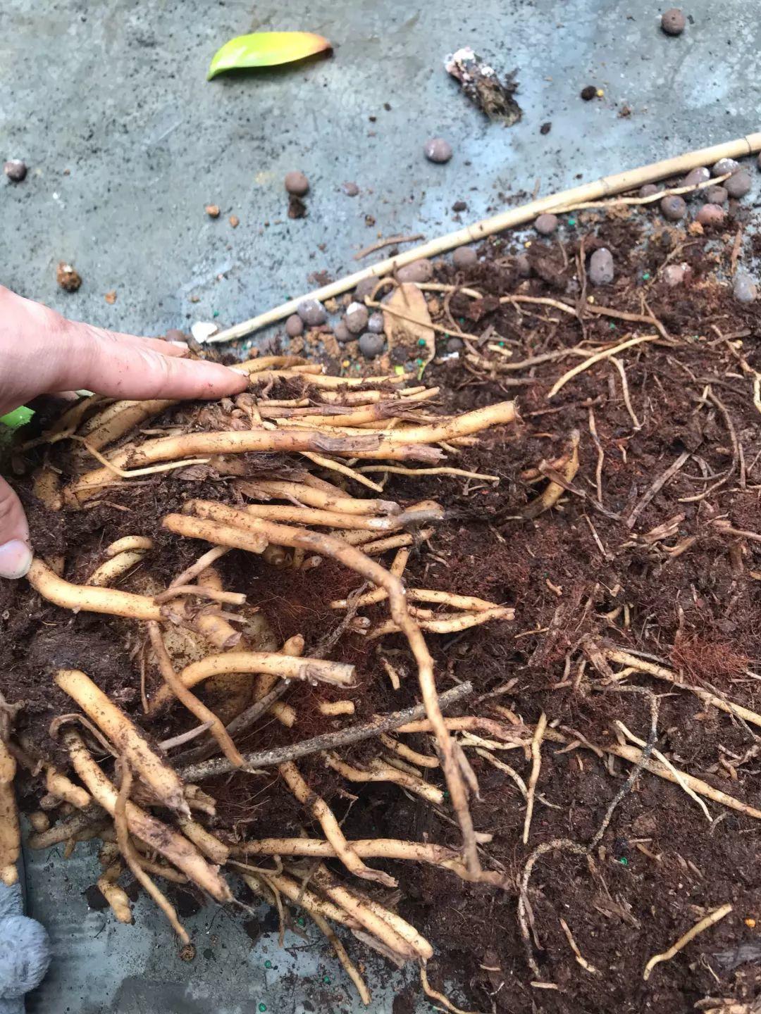 这3种粗根花，根壮得像萝卜，趁着春天赶紧换盆！|根系|吊兰|金钱树_新浪新闻