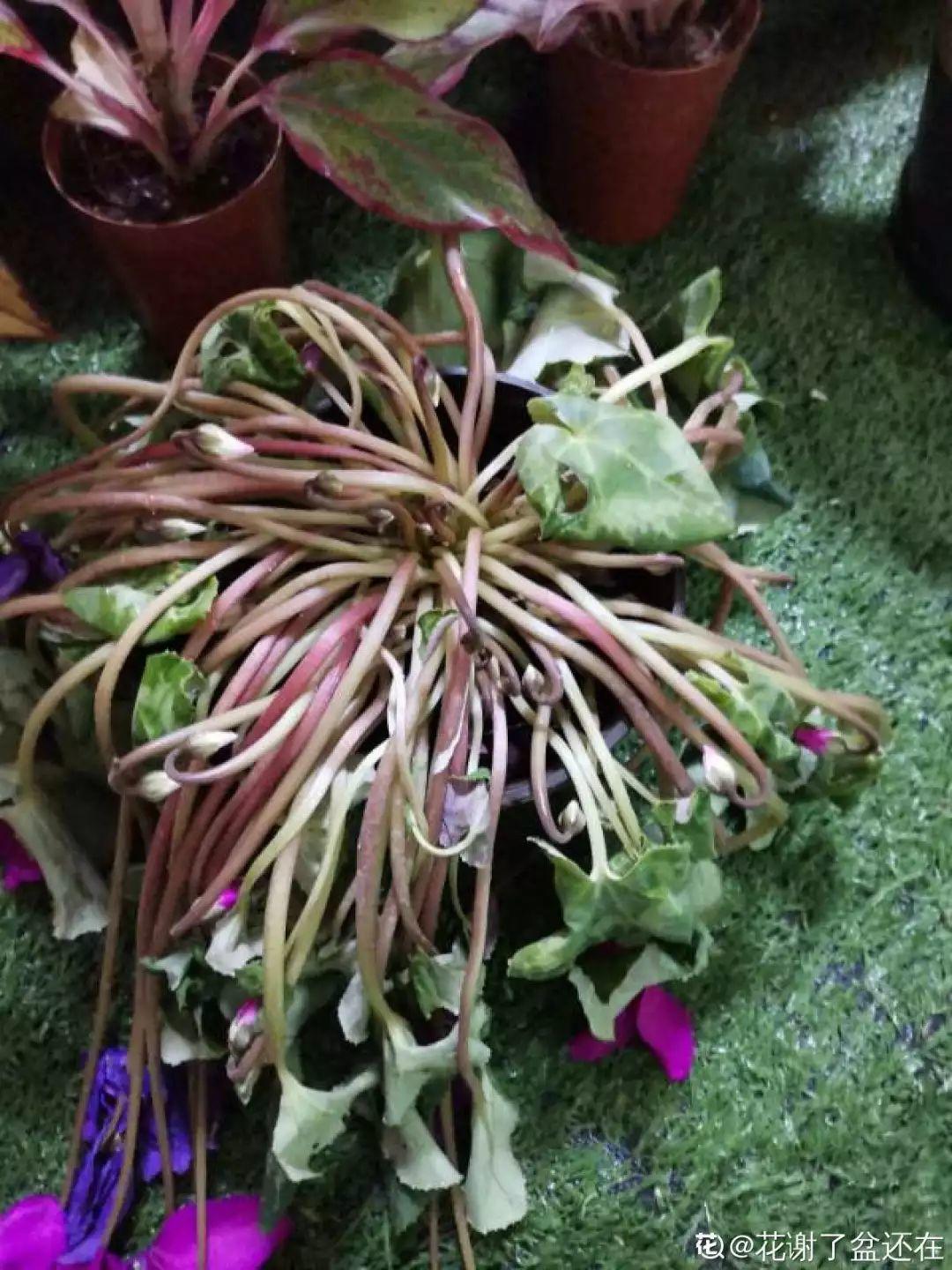 假期延长20天家里的花全都蔫巴巴抓紧救还能活