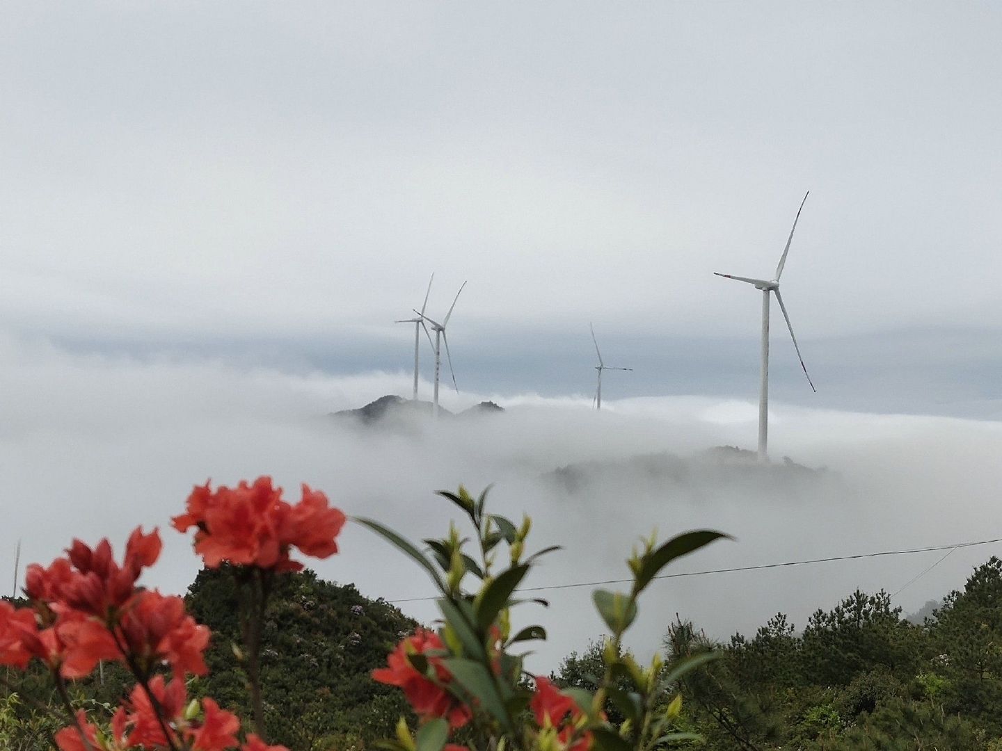 2019江西石城八卦脑杜鹃花节开幕 数万名游客醉心体验