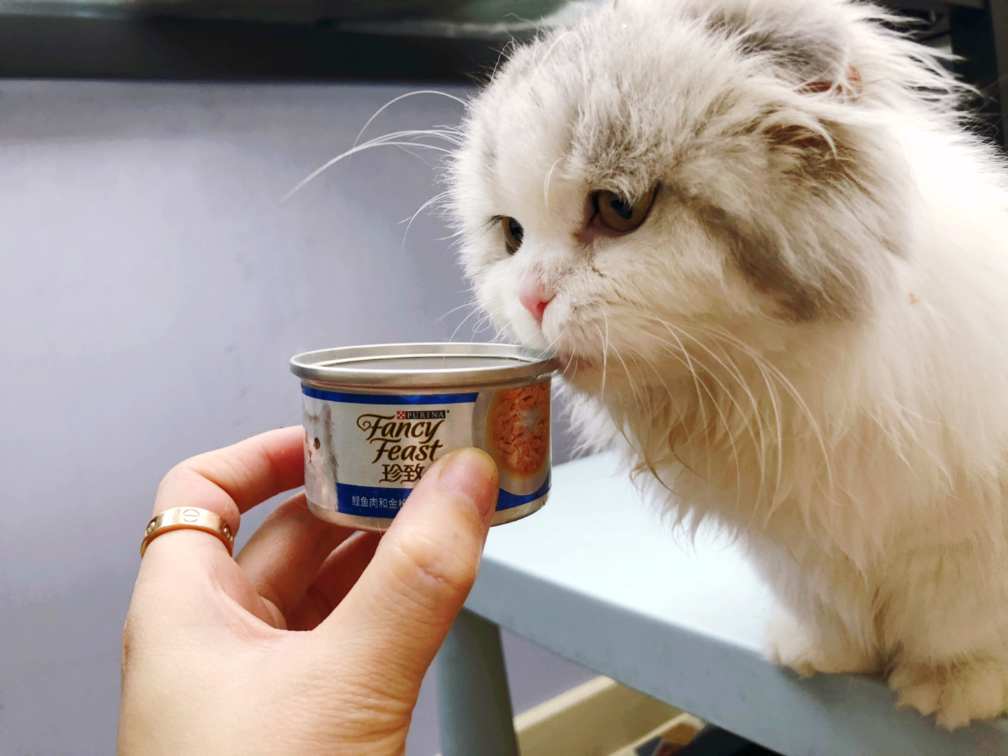 吃货猫在垃圾桶翻出来一个空罐开心到模糊