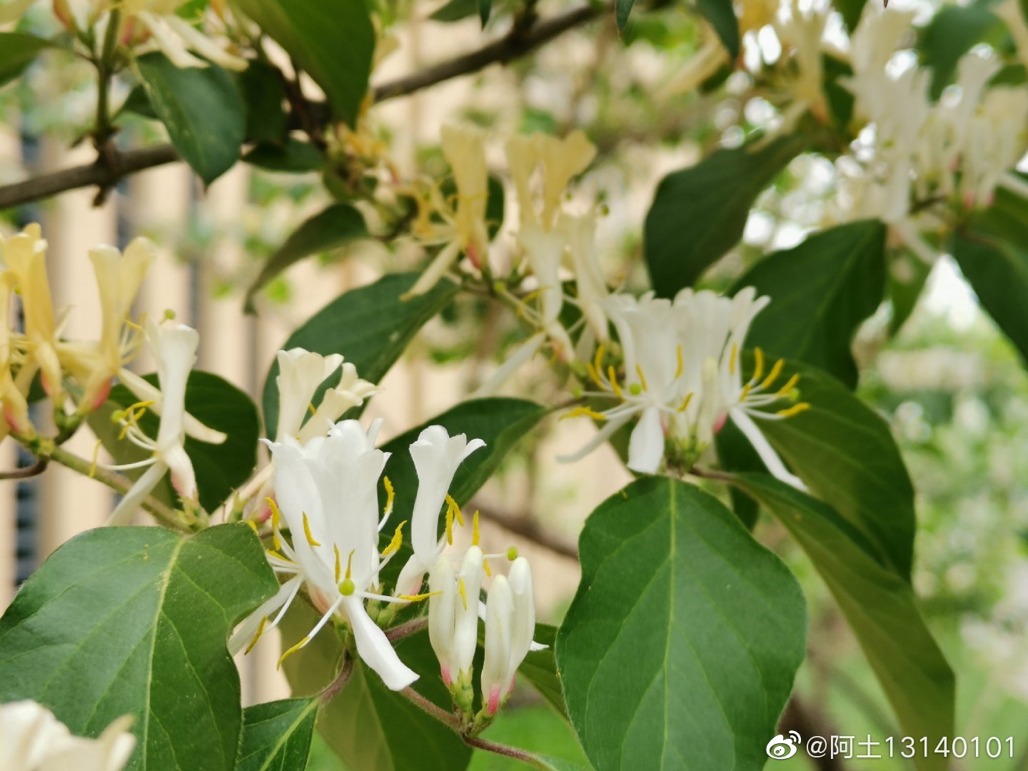 金银忍冬(学名:lonicera maackii (rupr.) maxim.)又叫金银木