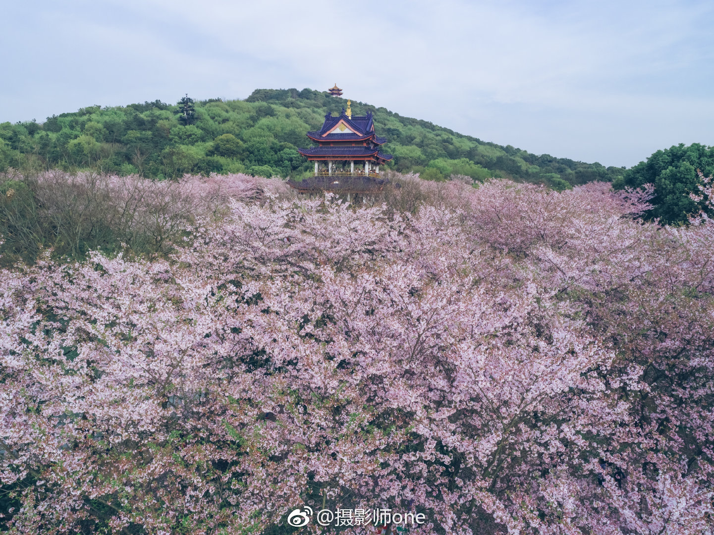 最值得去的春游地方——无锡鼋头渚的樱花,春天最浪漫的风景