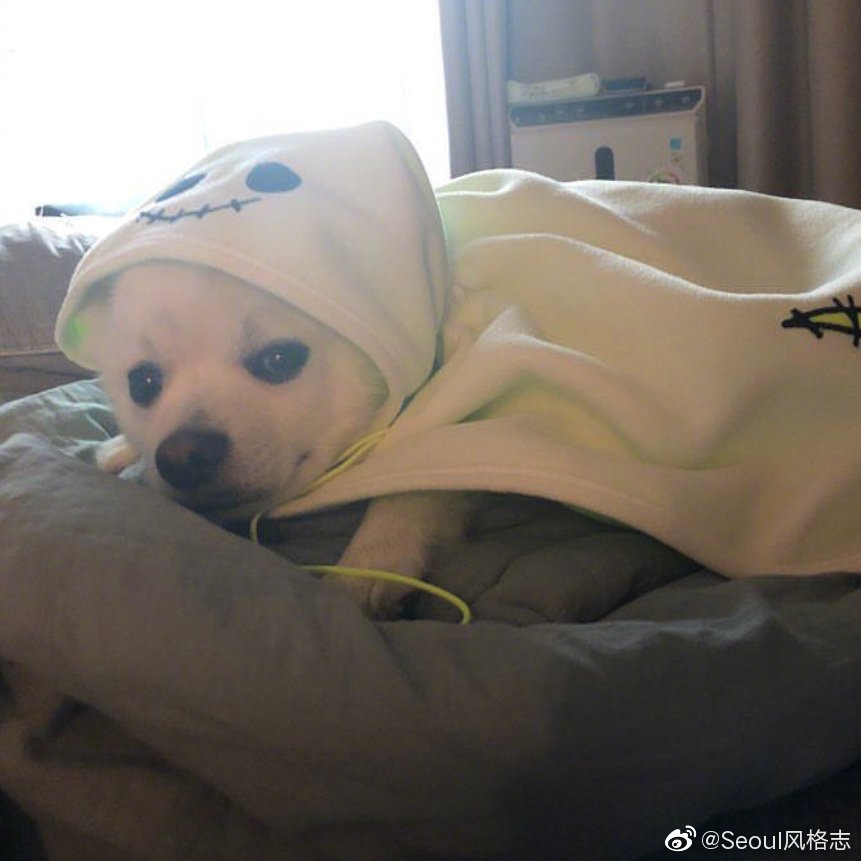 韩国歌手crush的狗狗두유 一只拥有自己ins账号并且拥有11万粉丝的 韩国歌手crush的狗狗두유 一只拥有自己ins账号并且拥有11万粉丝的