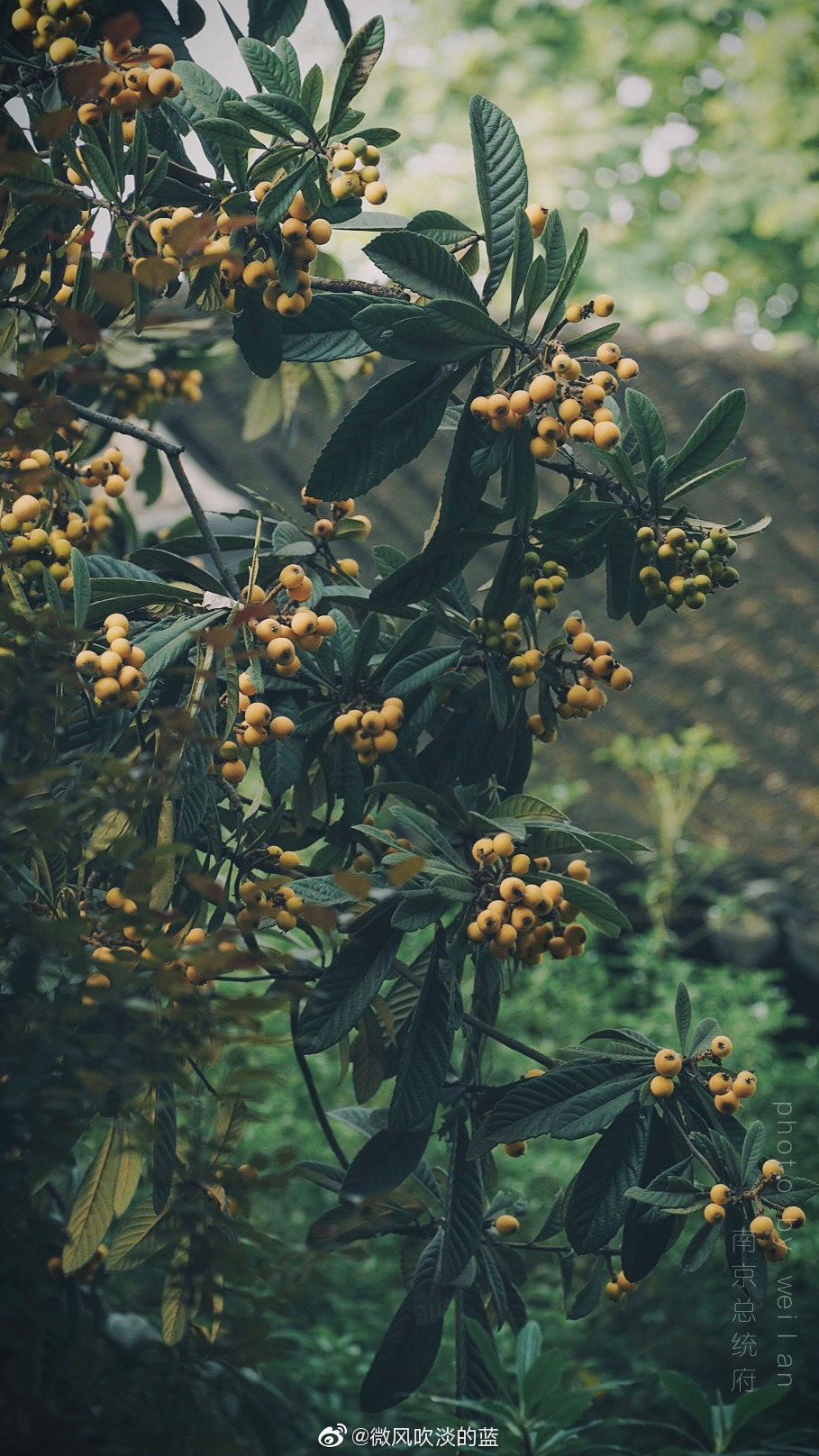 炎炎夏日,南京总统府的枇杷黄了,一边追忆民国史一边欣赏枇杷树