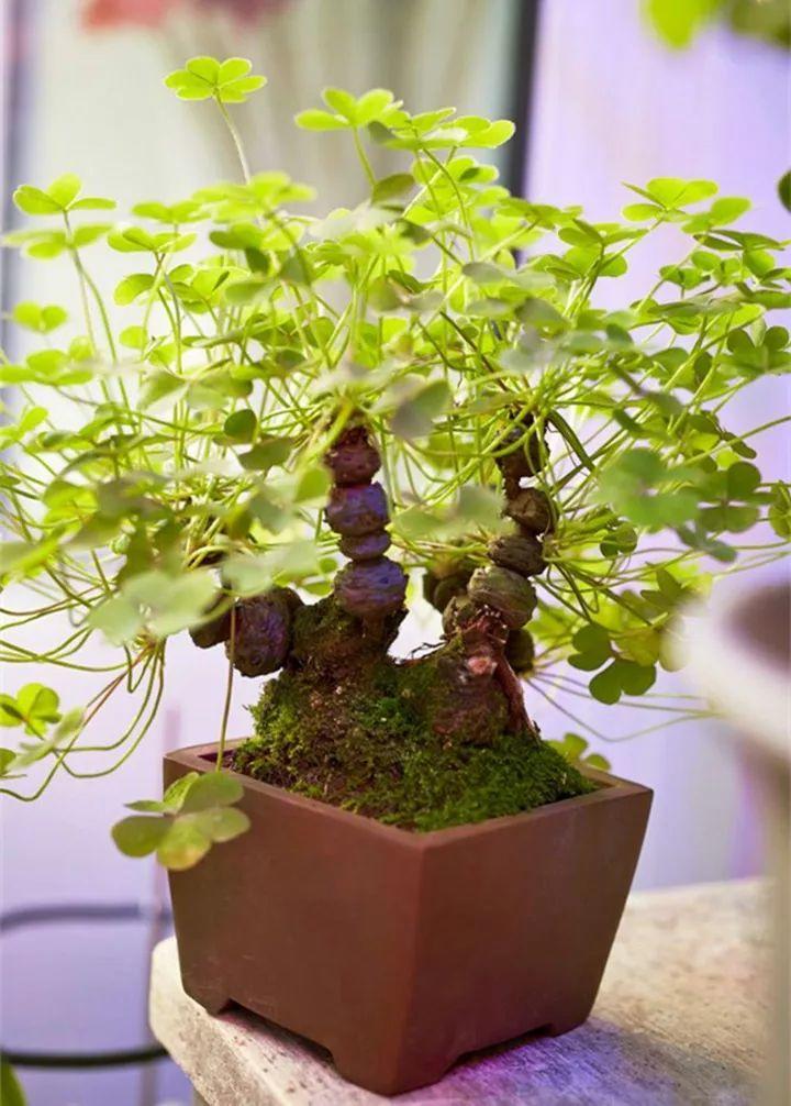 别小看酢浆草的老桩,春暖花开,稍微打理一下就是一个盆景了,养它可没