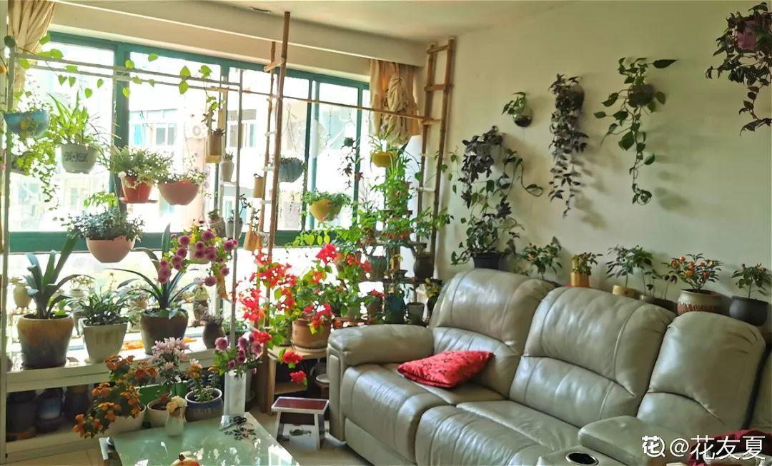 客厅养一堆便宜花,一年四季开不停,没钱也能变花园!