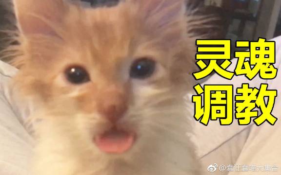 灵魂调教师 如何让动物跟着你开口说话 一定要看看 灵魂调教师 如何让动物跟着你开口说话 一定要看看