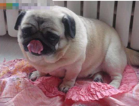 以下5只狗狗,堪称狗界的饭桶,一般人买得起养不起