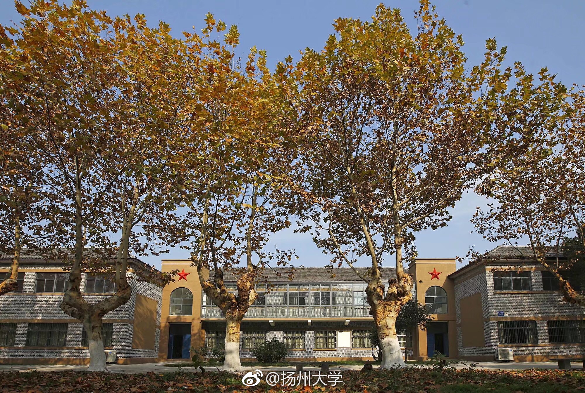 凛冬已至仍念秋韵图源 扬州大学新闻与传媒学院