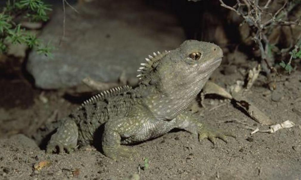 这种爬行动物比恐龙还早诞生,科学家认为它是恐龙时代的目击者