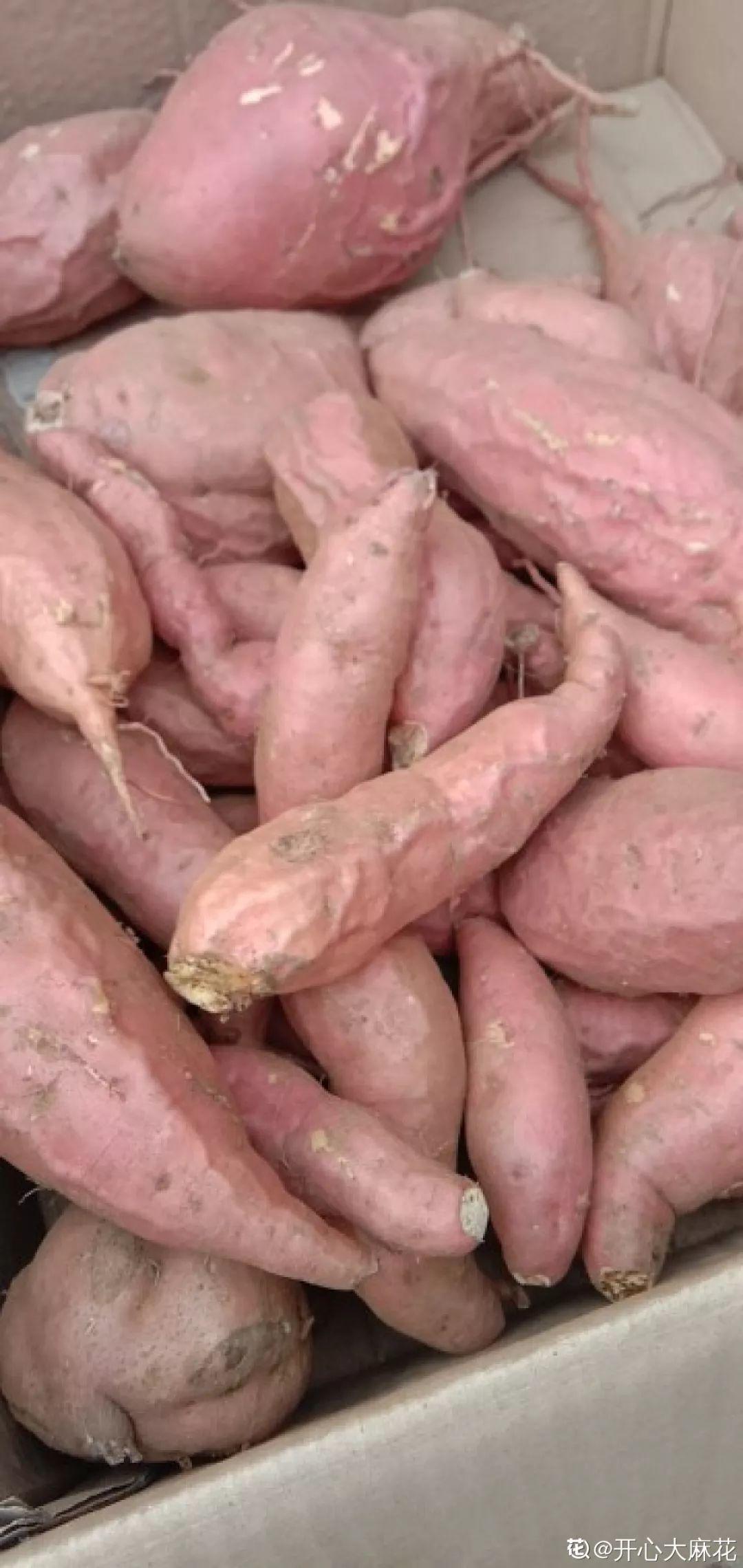 山药豆|水培|地瓜_新浪新闻