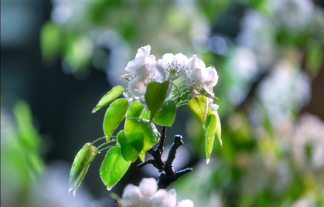 玉容寂寞泪阑干,梨花一枝春带雨。|一枝春|阑干|梨花_新浪新闻