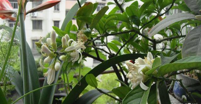 家里种佛手日子越过越有开花做3步枝上挂满金佛手