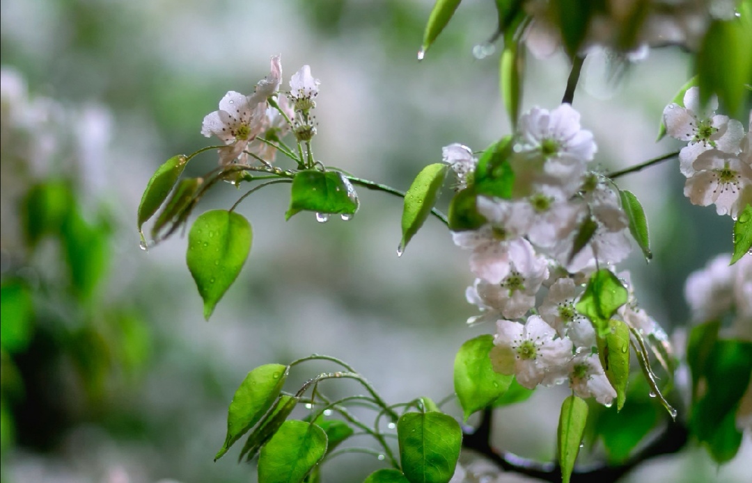 玉容寂寞泪阑干,梨花一枝春带雨。|一枝春|阑干|梨花_新浪新闻